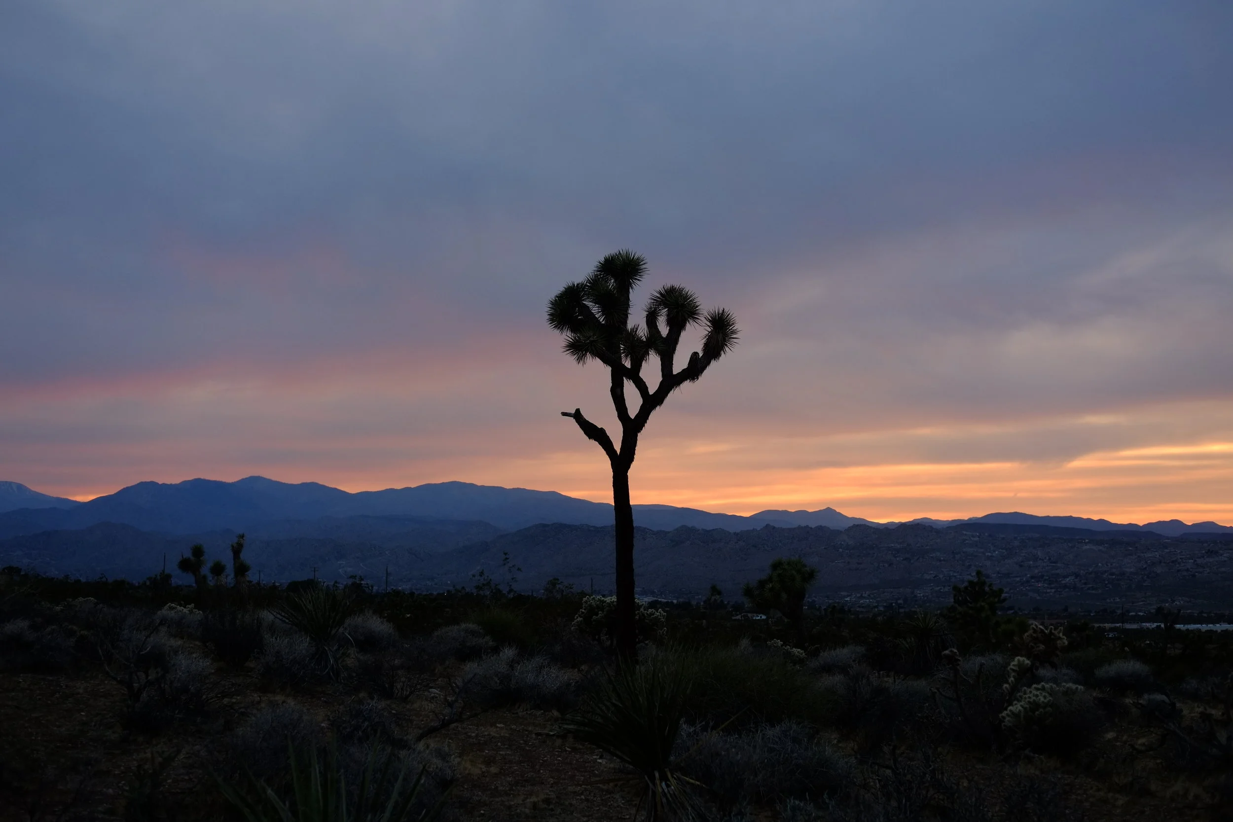 JoshuaTree1704.JPG