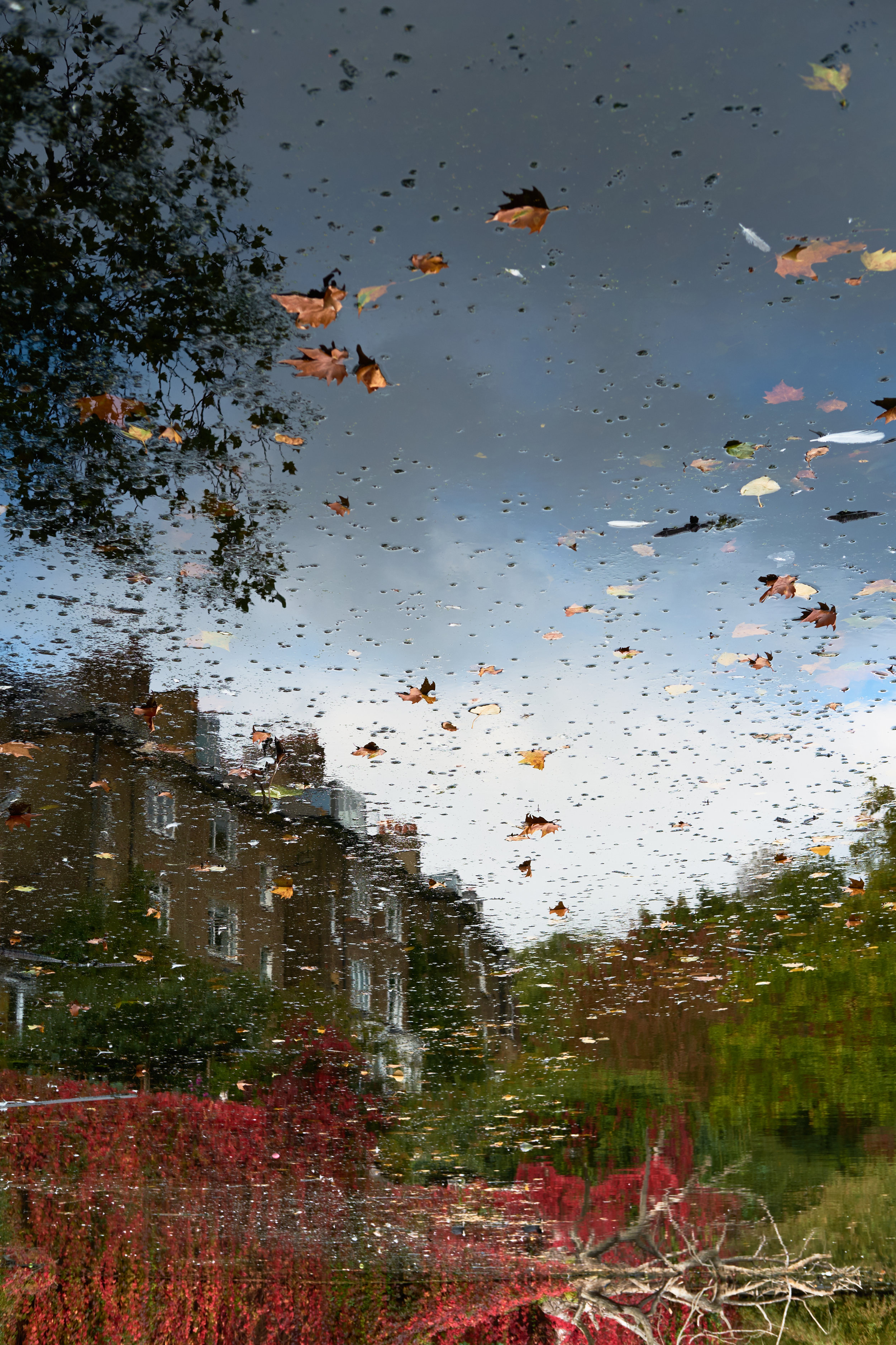 DSCF1445_autumn_heath_reflection_in_water.jpg