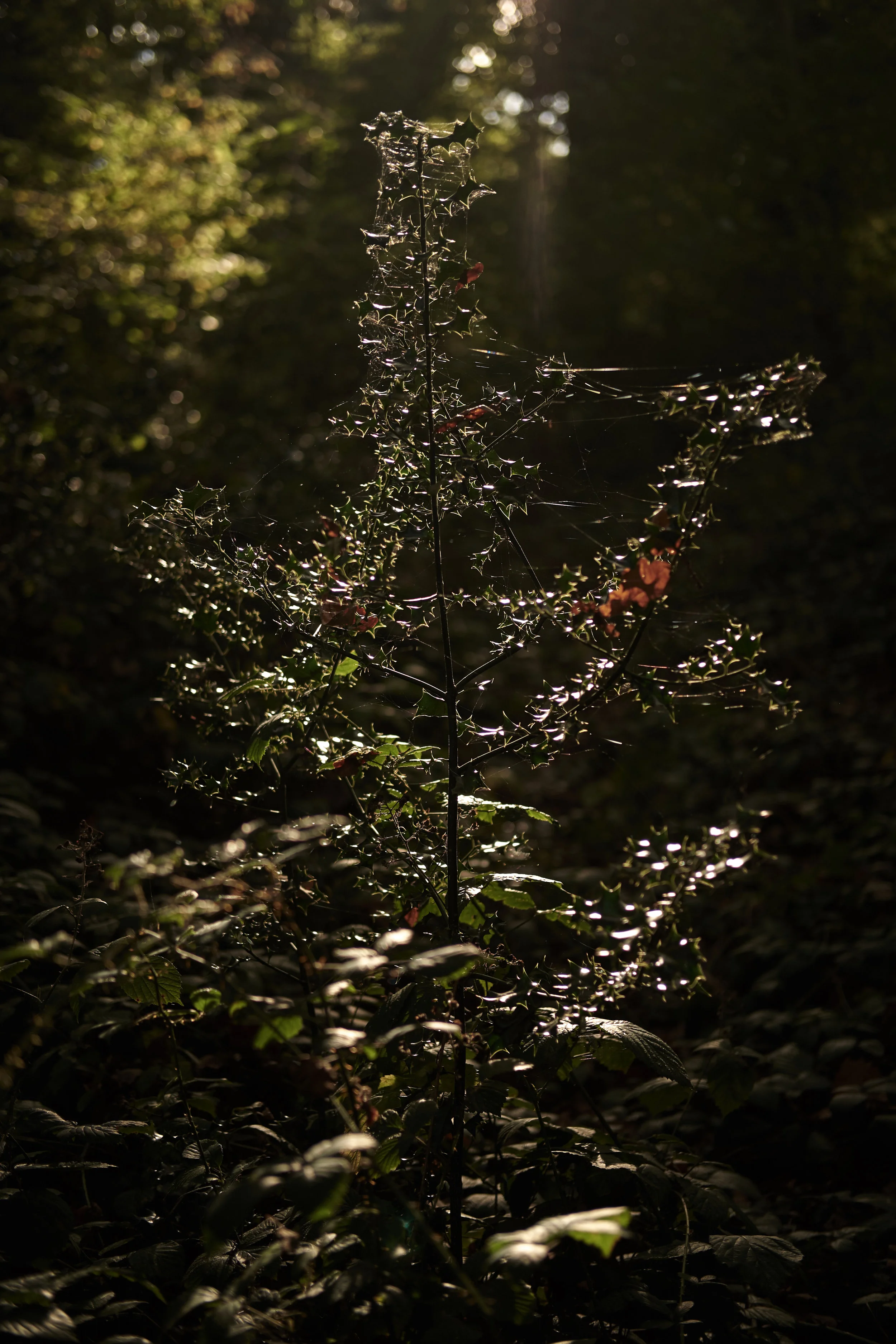 holy_bush.jpg
