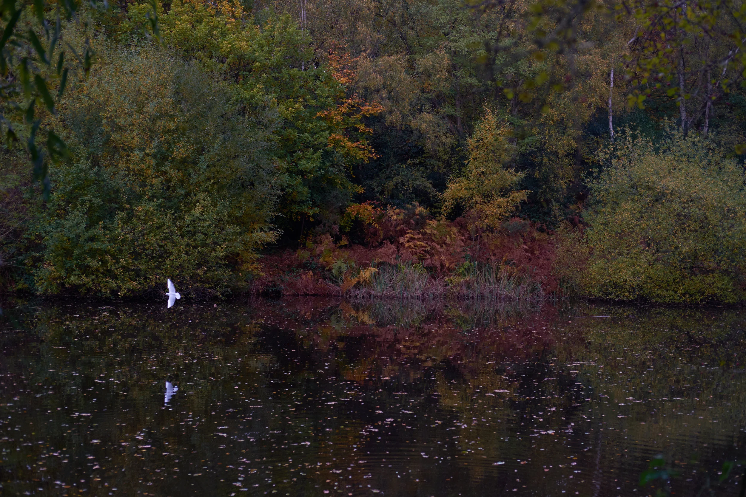 gull_hampstead.jpg