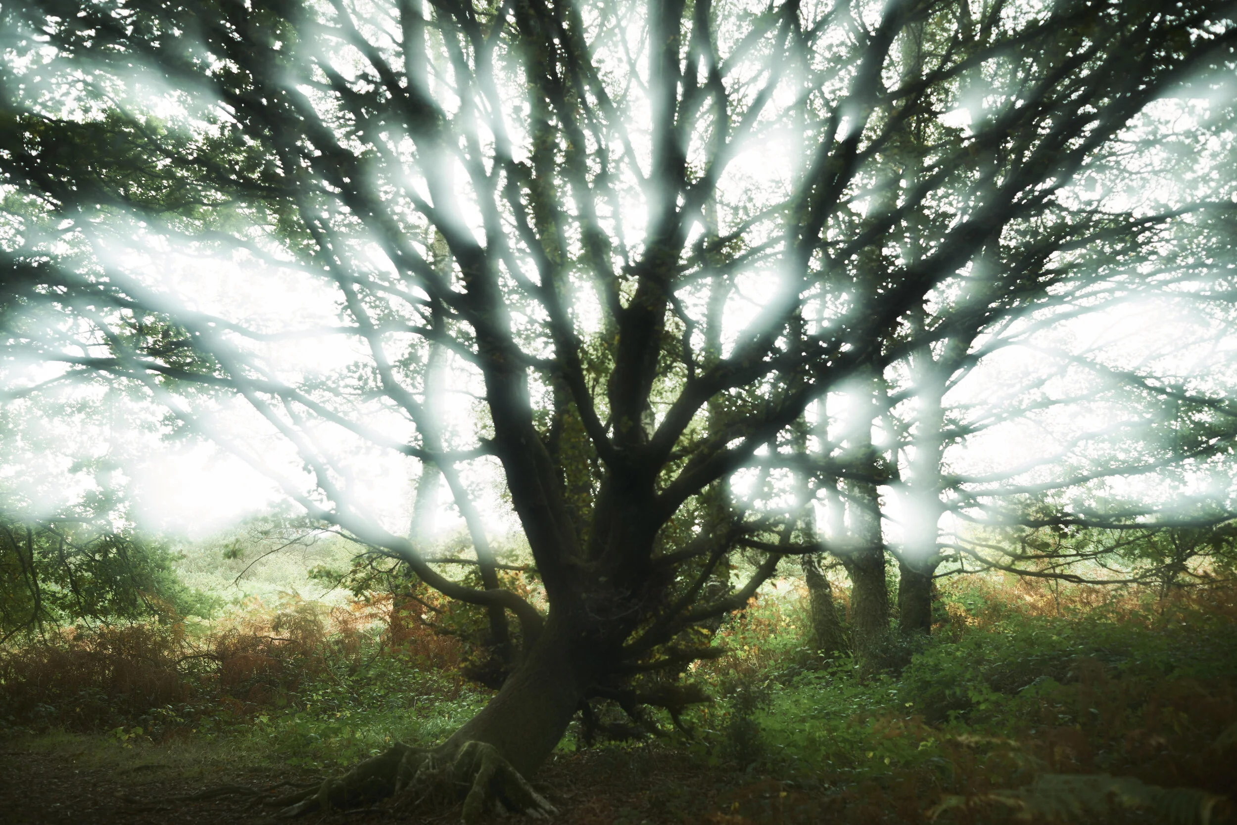 tiltedtree.jpg