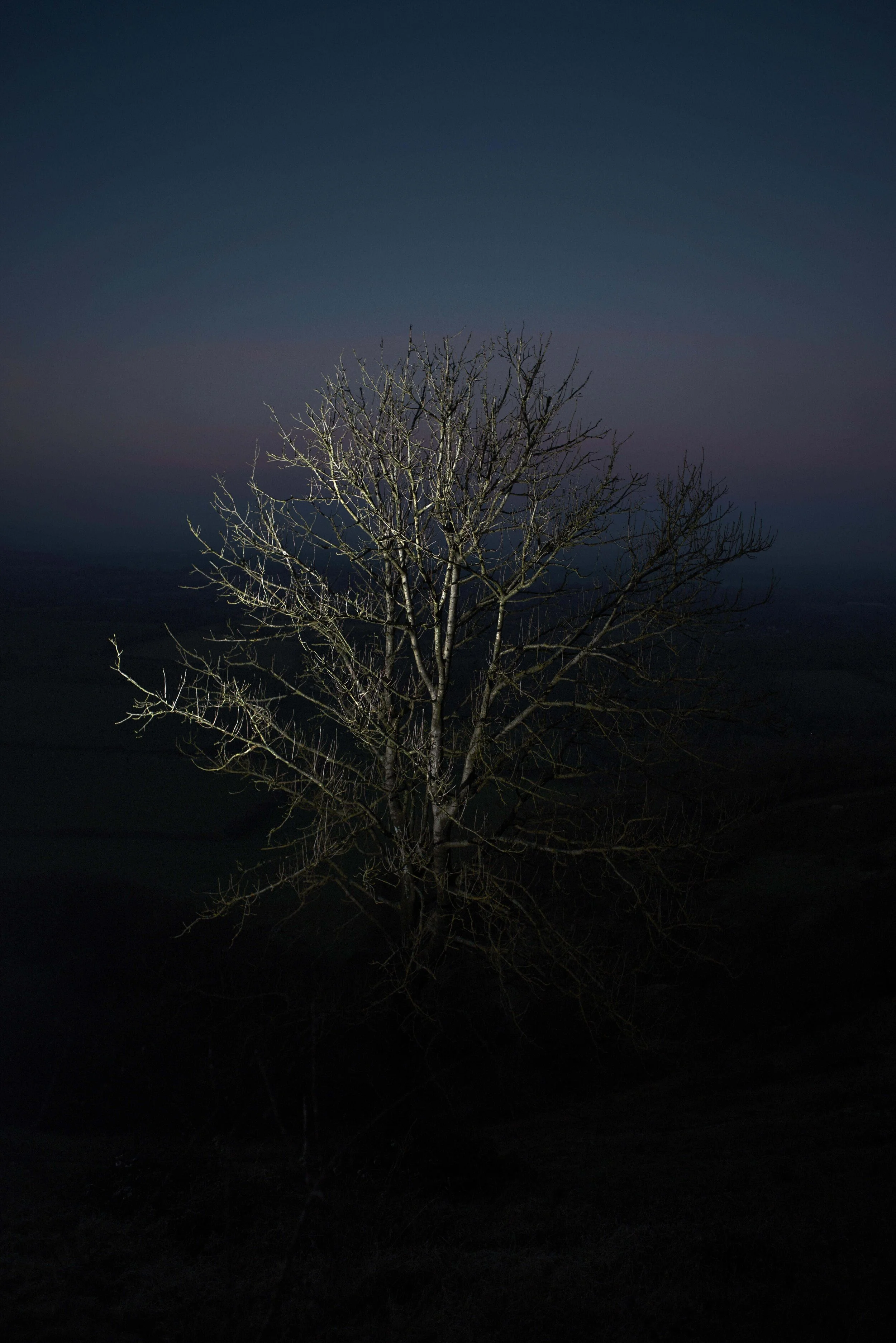 HarryBrayneSkeletonTree00007.jpg