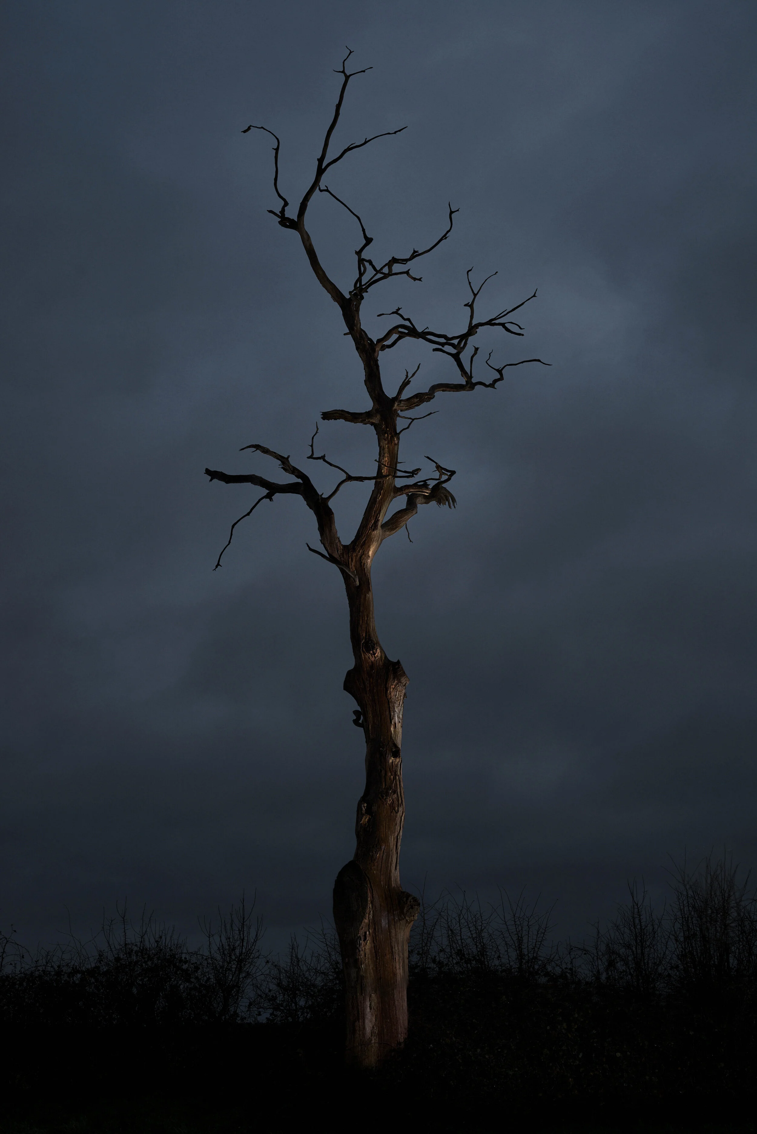 HarryBrayneSkeletonTree00002.jpg