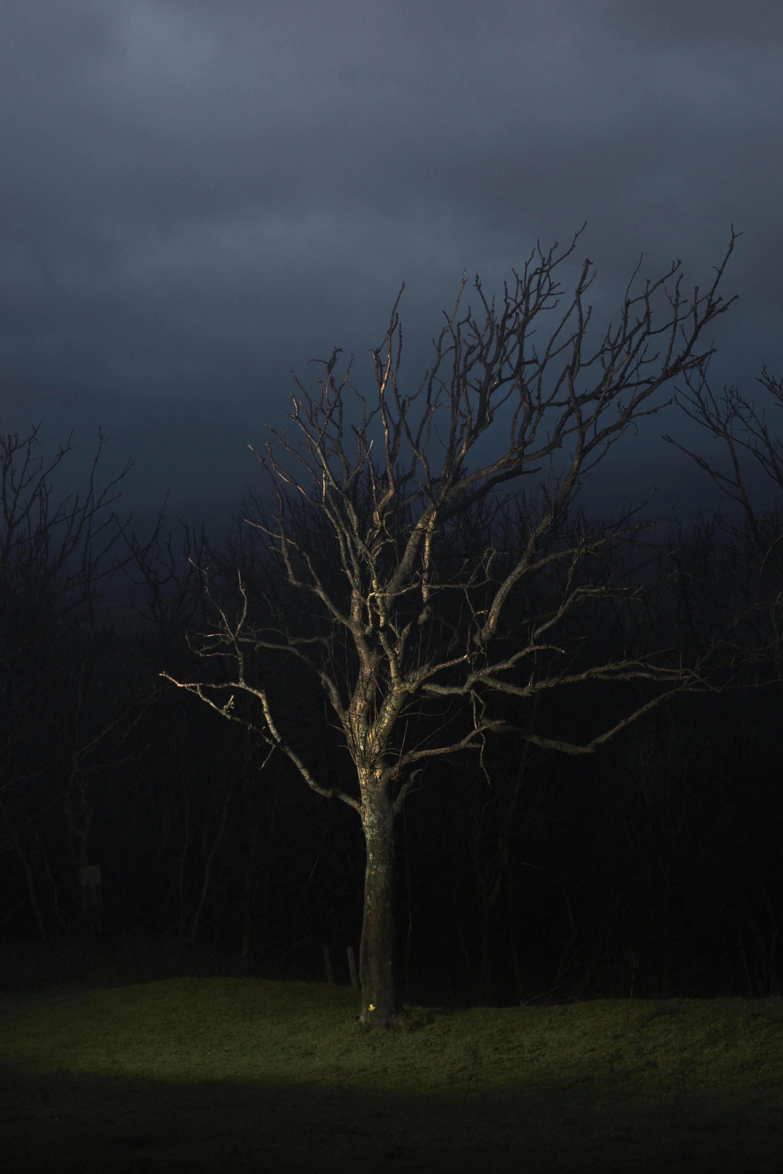 HarryBrayneSkeletonTree00003.jpg