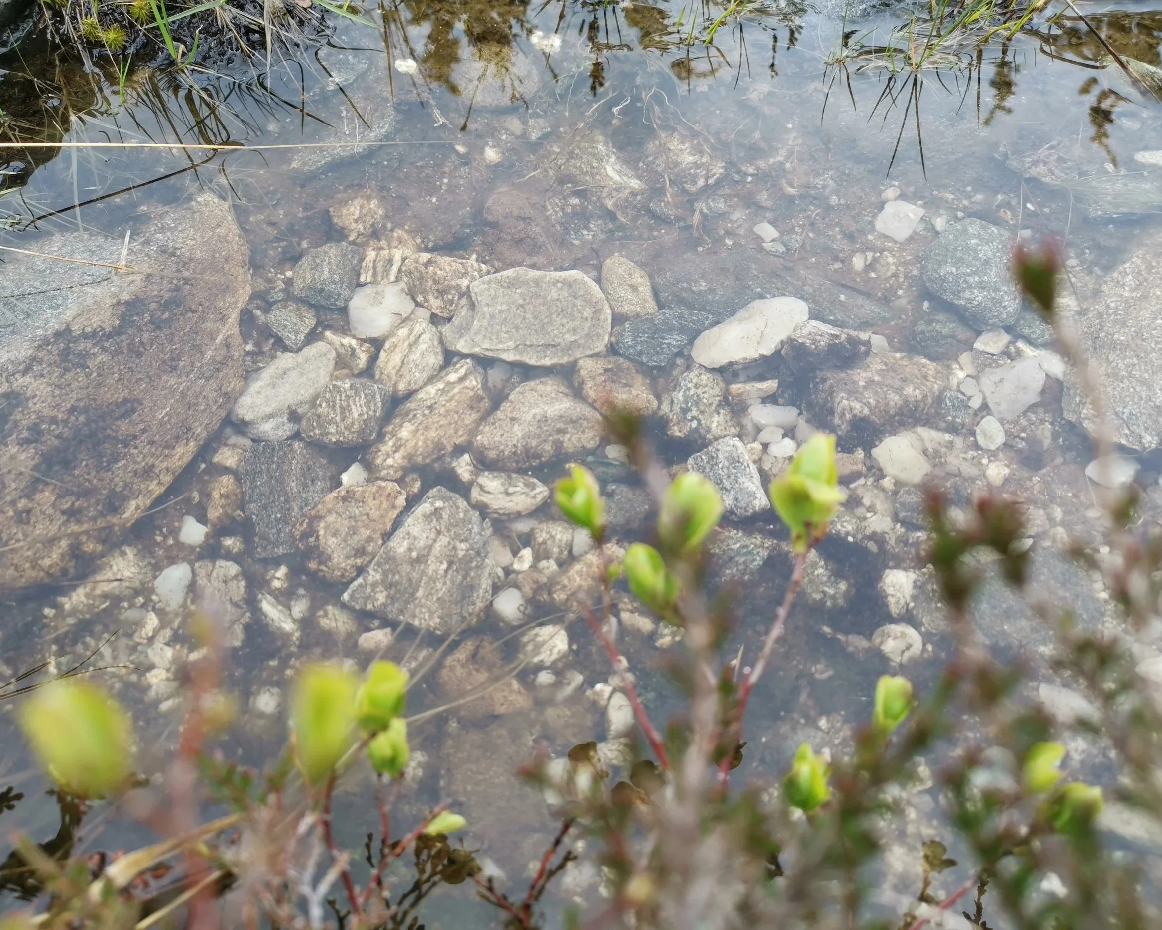 Hvordan koker du en frosk?