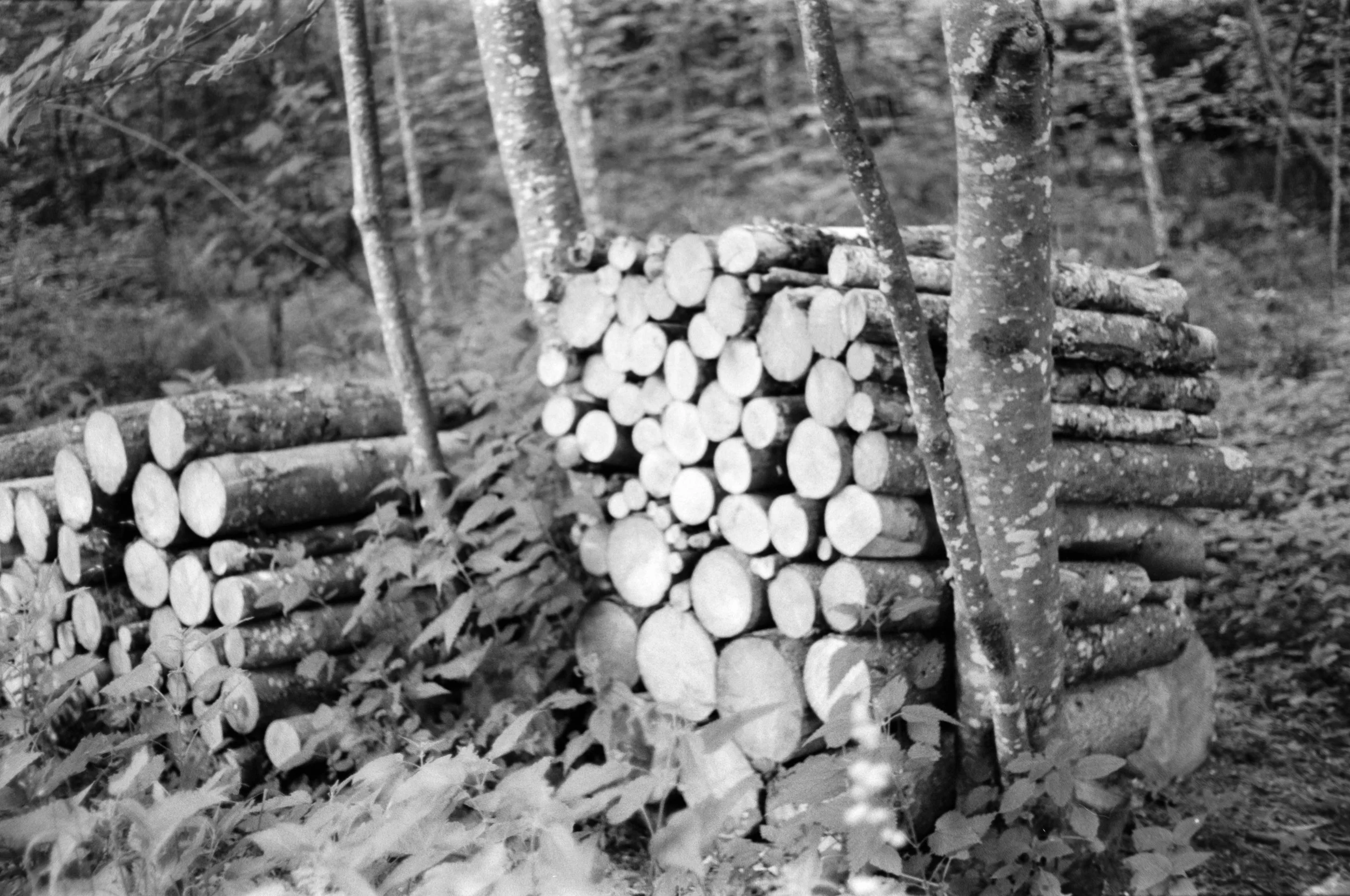 DSCF9487.jpg
