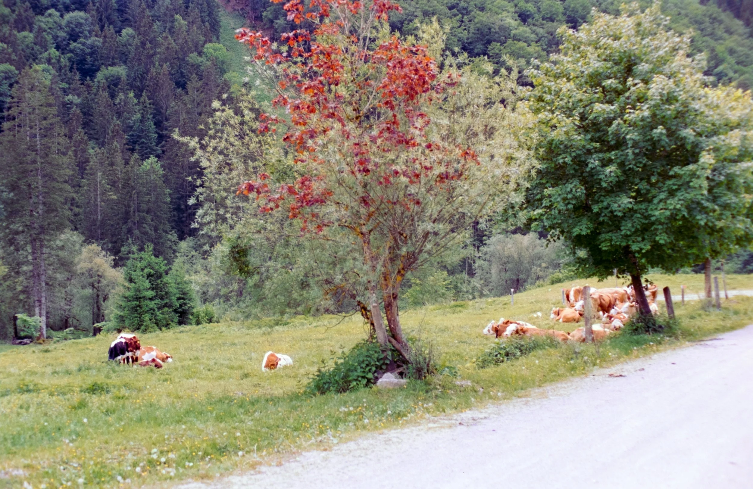 DSCF1515.jpg
