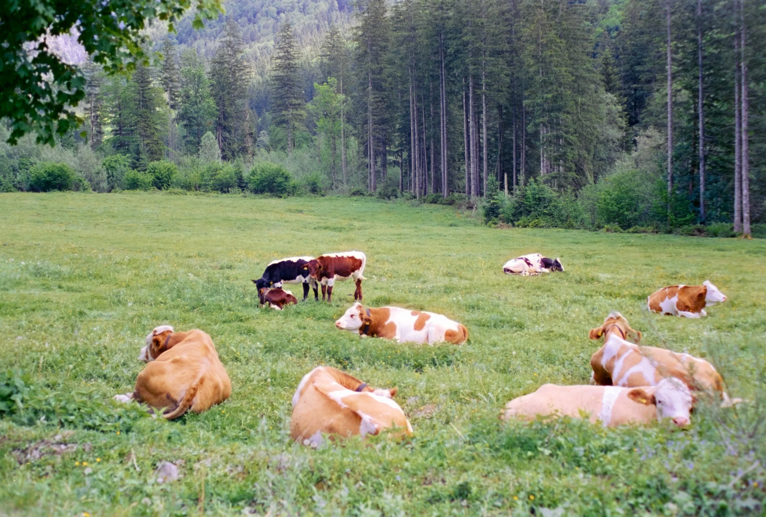 DSCF1516.jpg