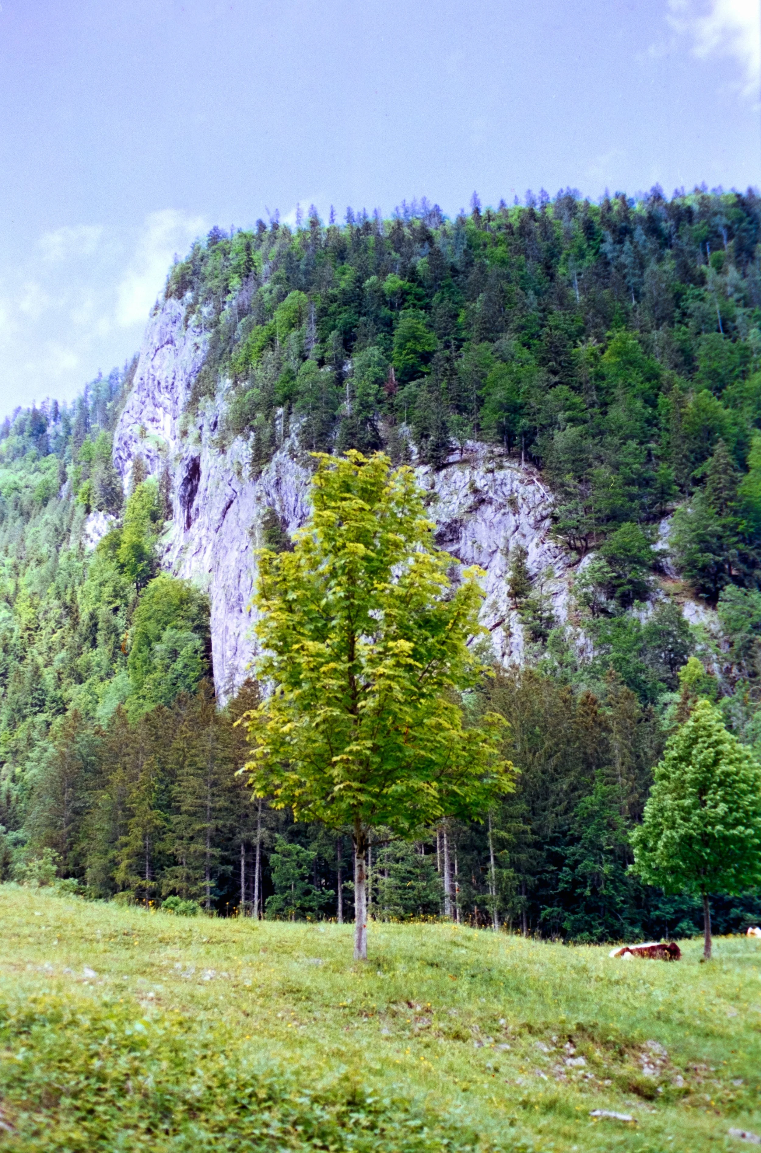 DSCF1517.jpg