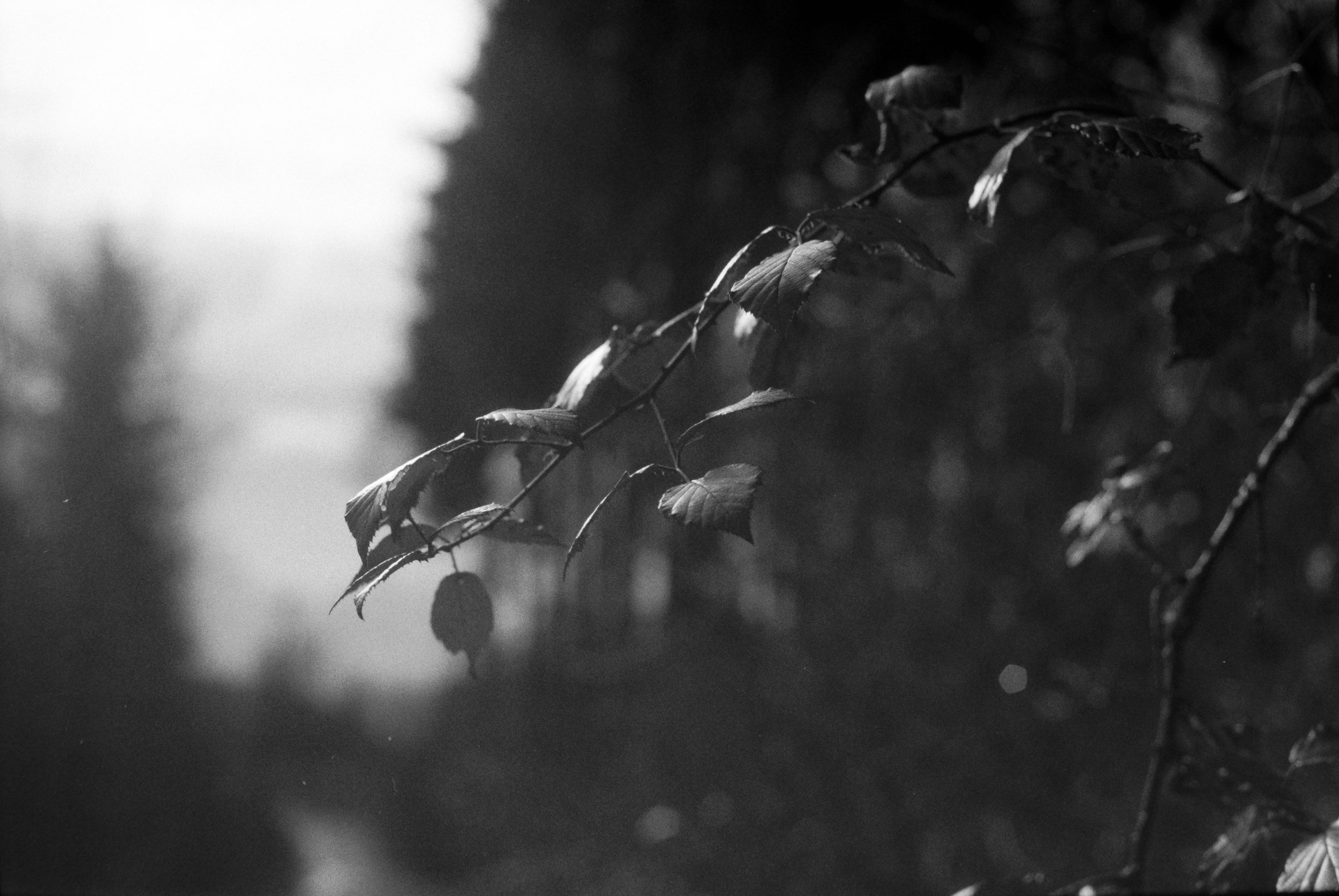 DSCF7825.jpg