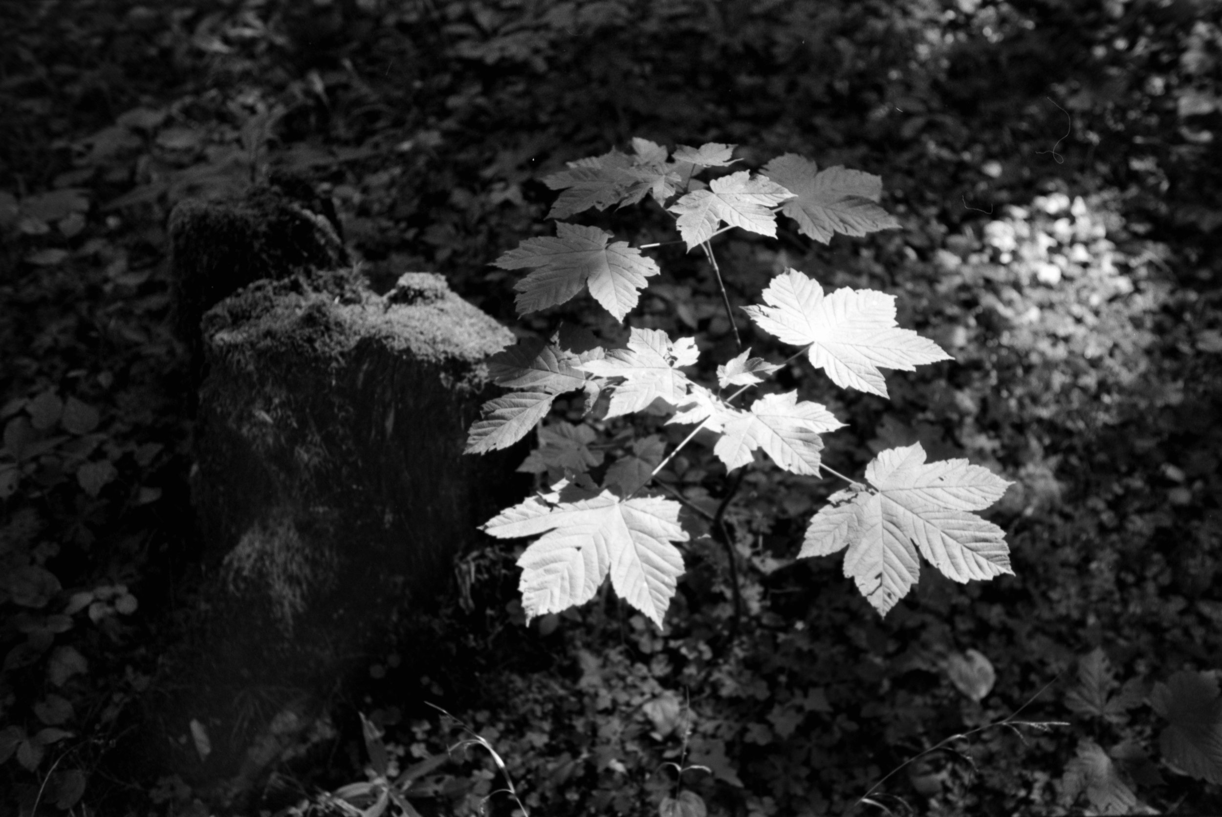 DSCF1744.jpg