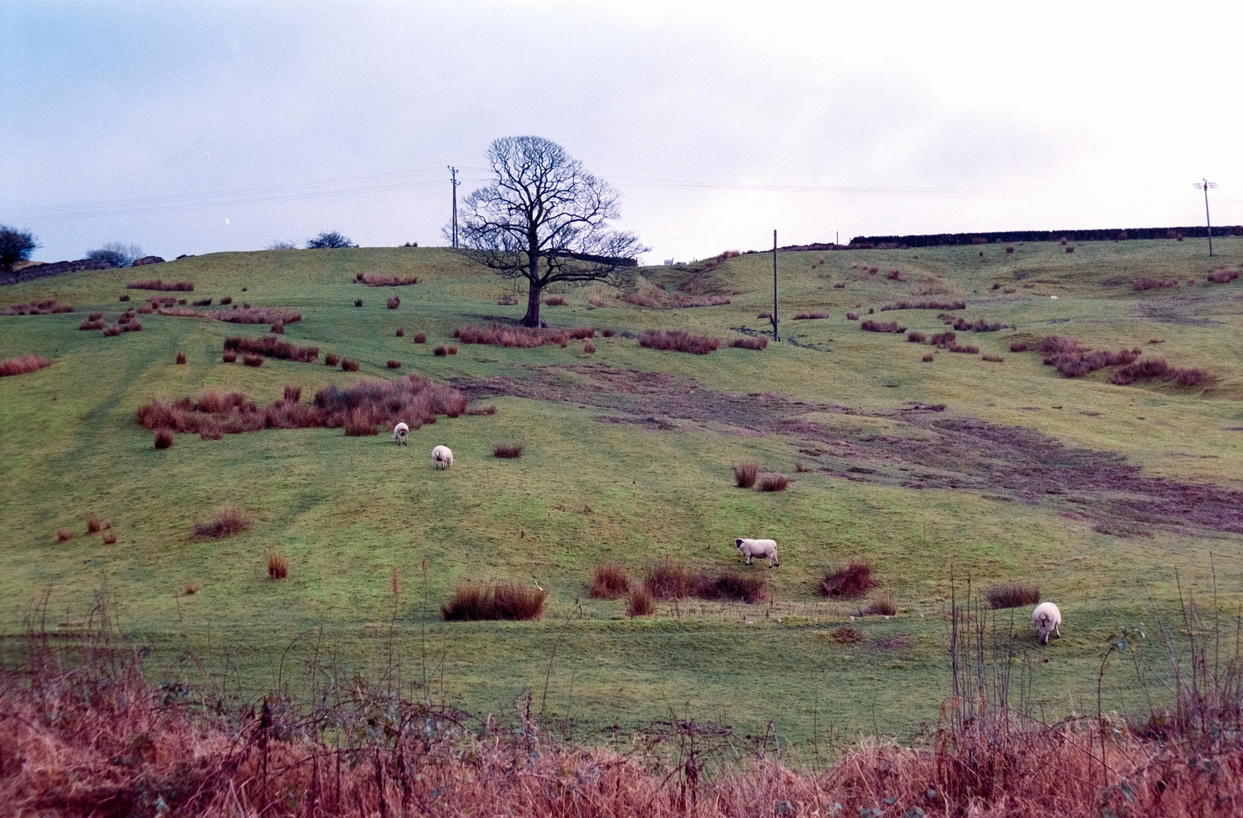 DSCF0805.jpg