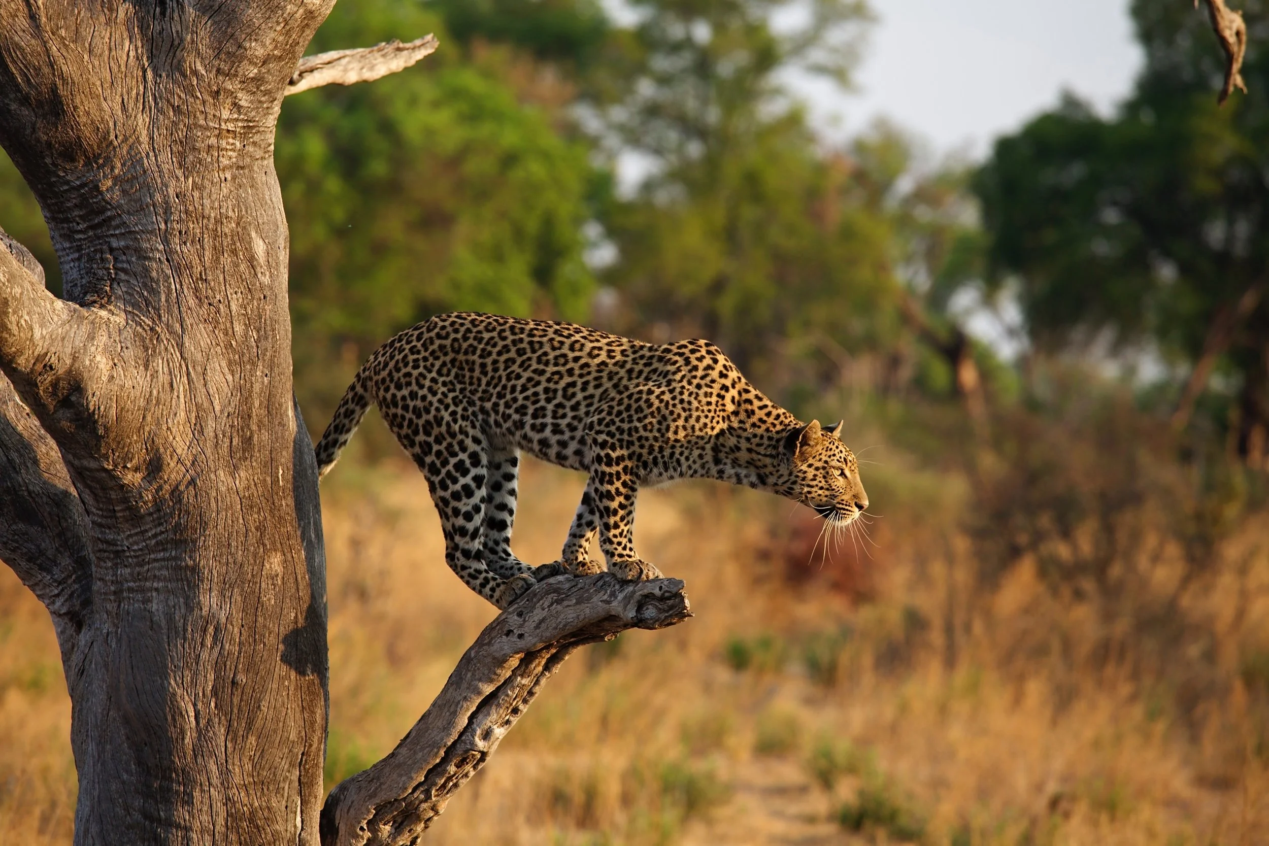 Leopard6.JPG