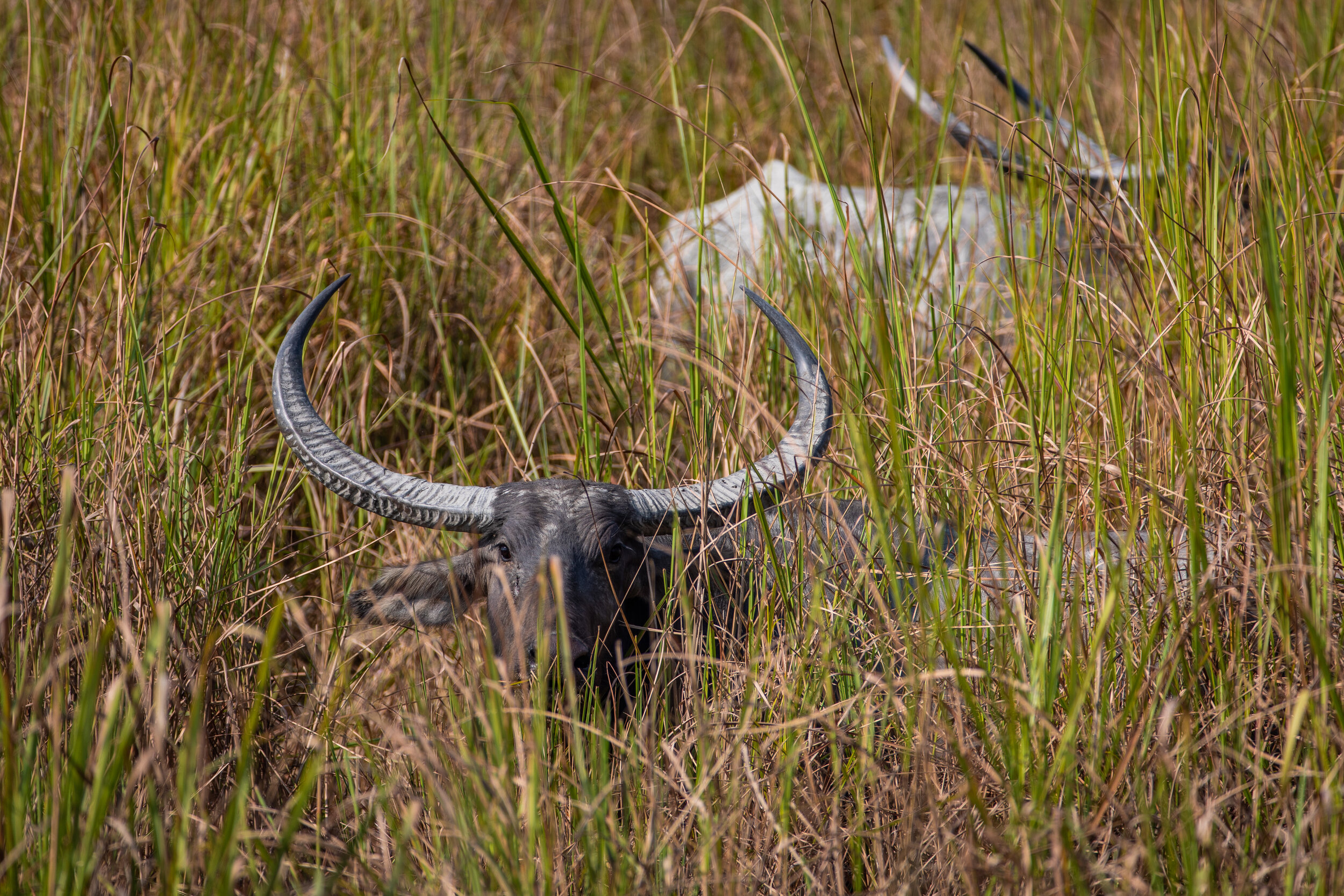Indien vattembuffel.JPG