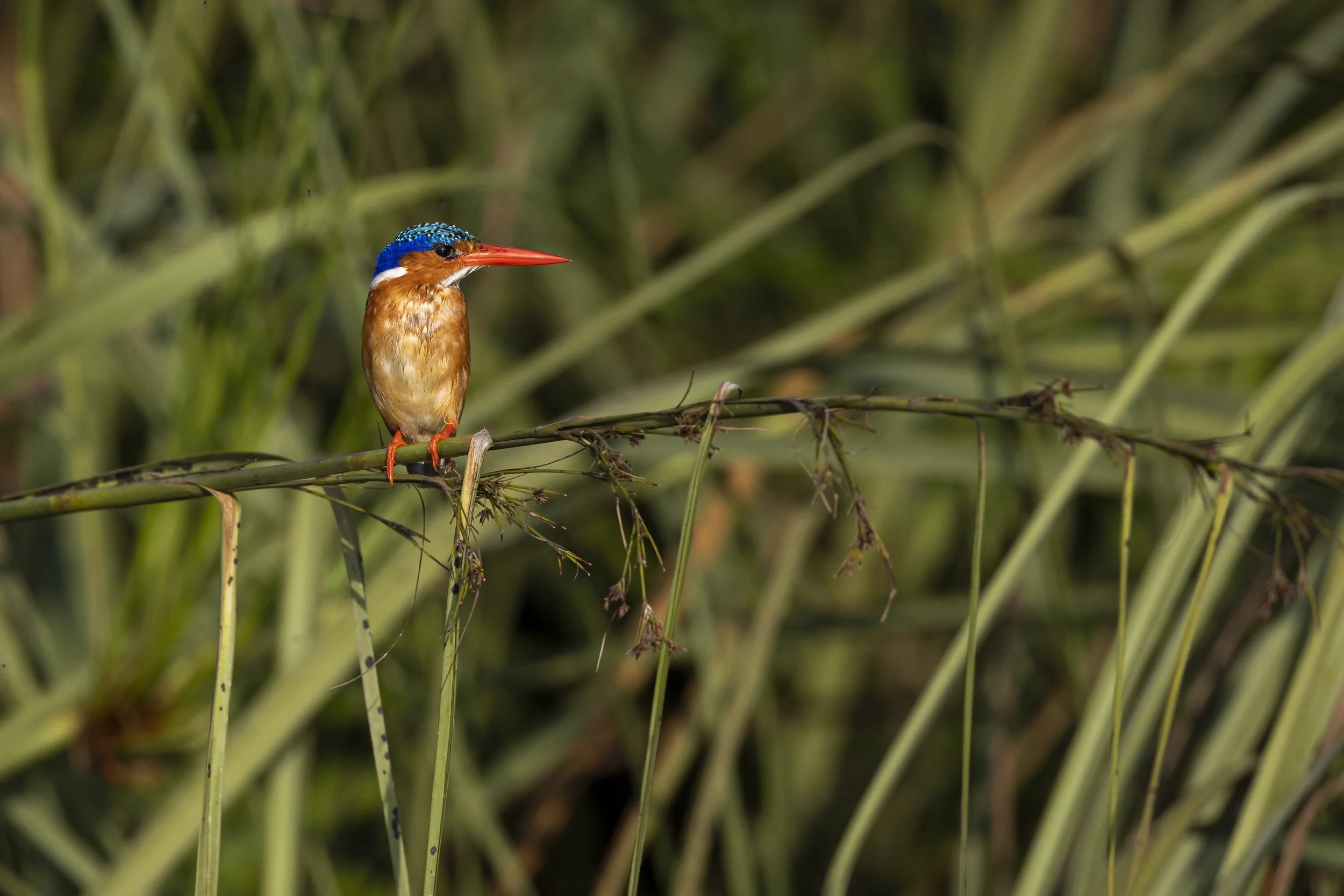 Uganda Mabamba Swamp — Lennart Ericsson