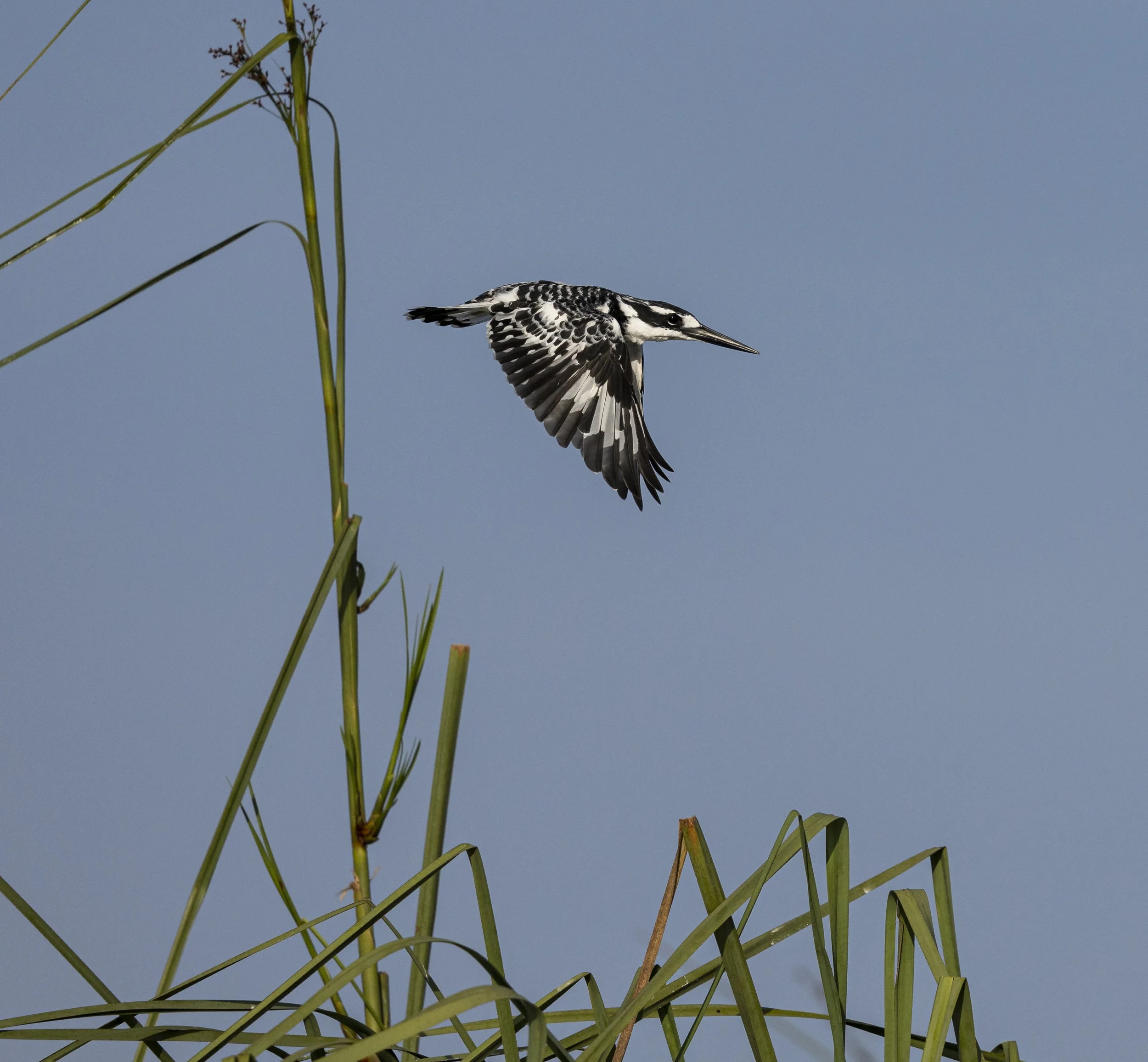 Uganda Mabamba Swamp — Lennart Ericsson