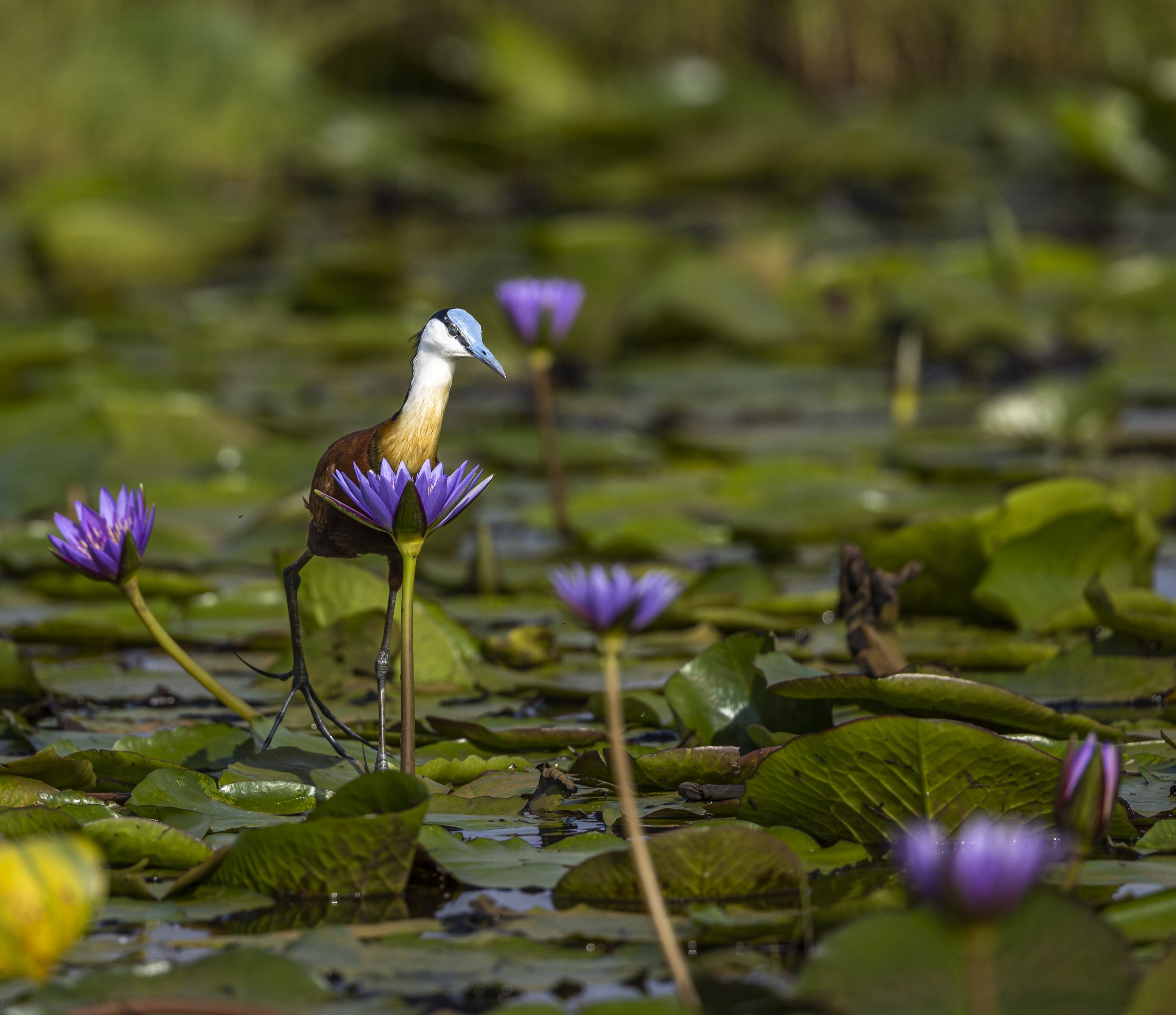 Uganda Mabamba Swamp — Lennart Ericsson