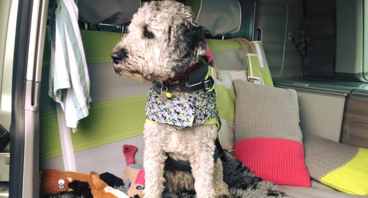 Top tips for camping with dogs.