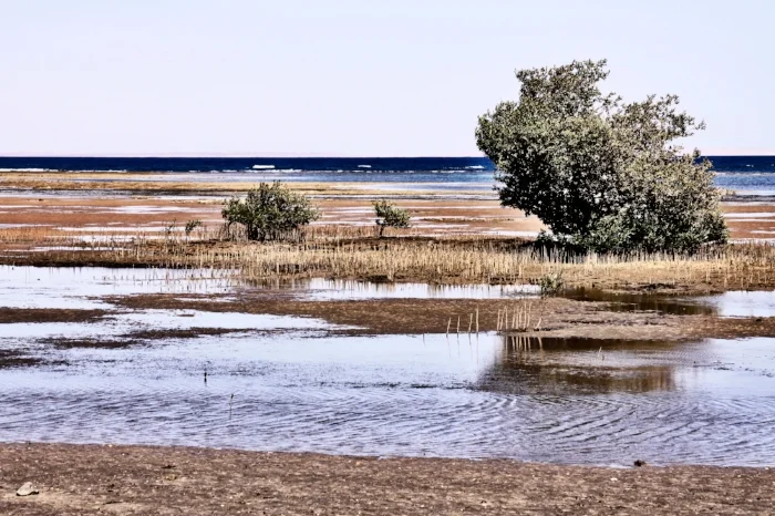 Nabq Bay II
