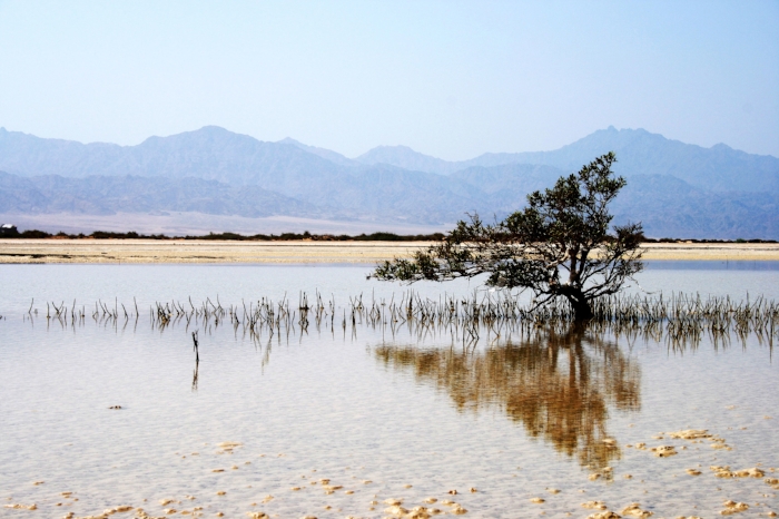 Nabq Bay V
