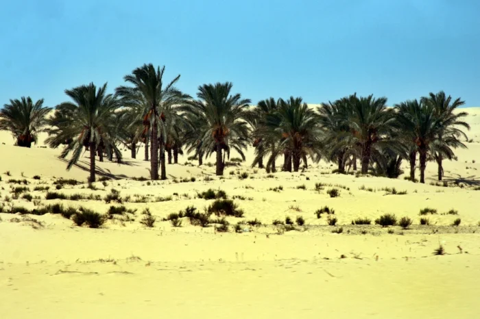 Palm Trees, Sinai II