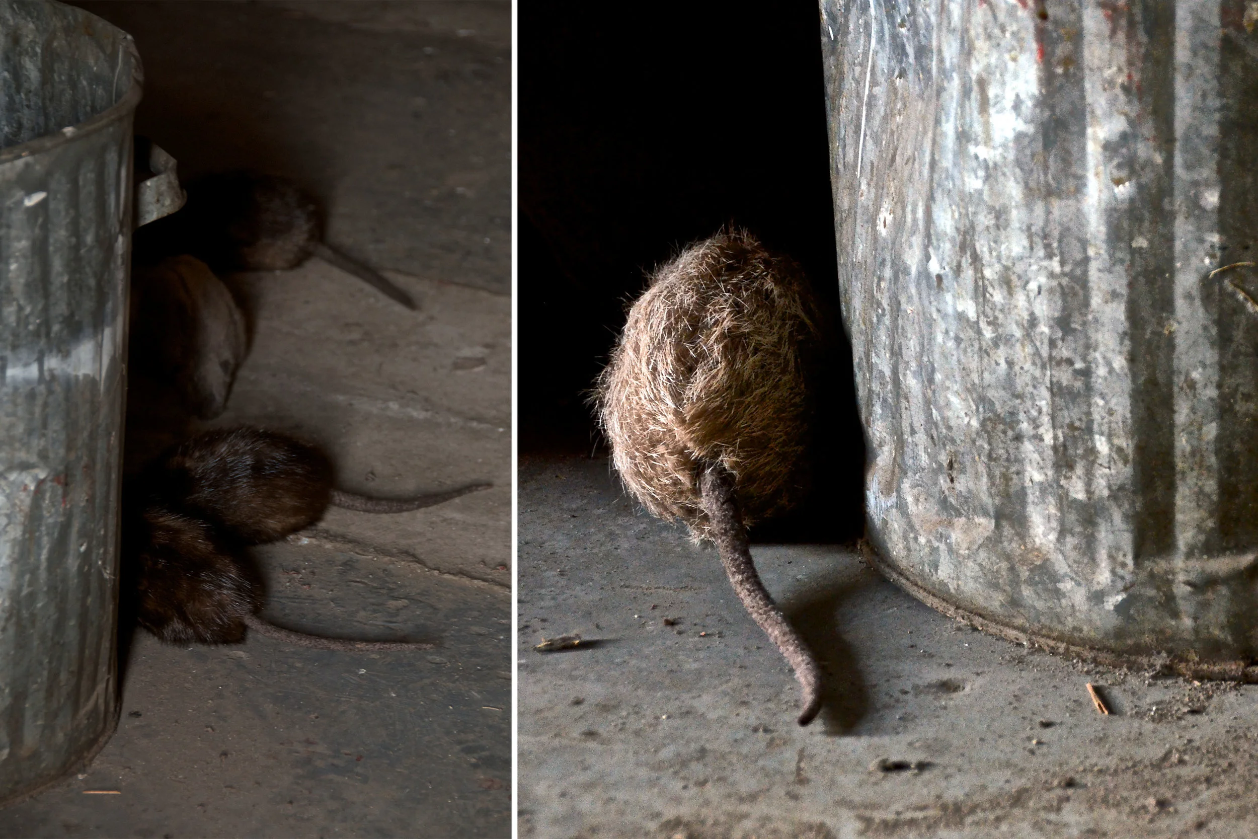 Cellar , 2012, recycled fur, felted wool, wood and found materials Photo: Tom Cheney