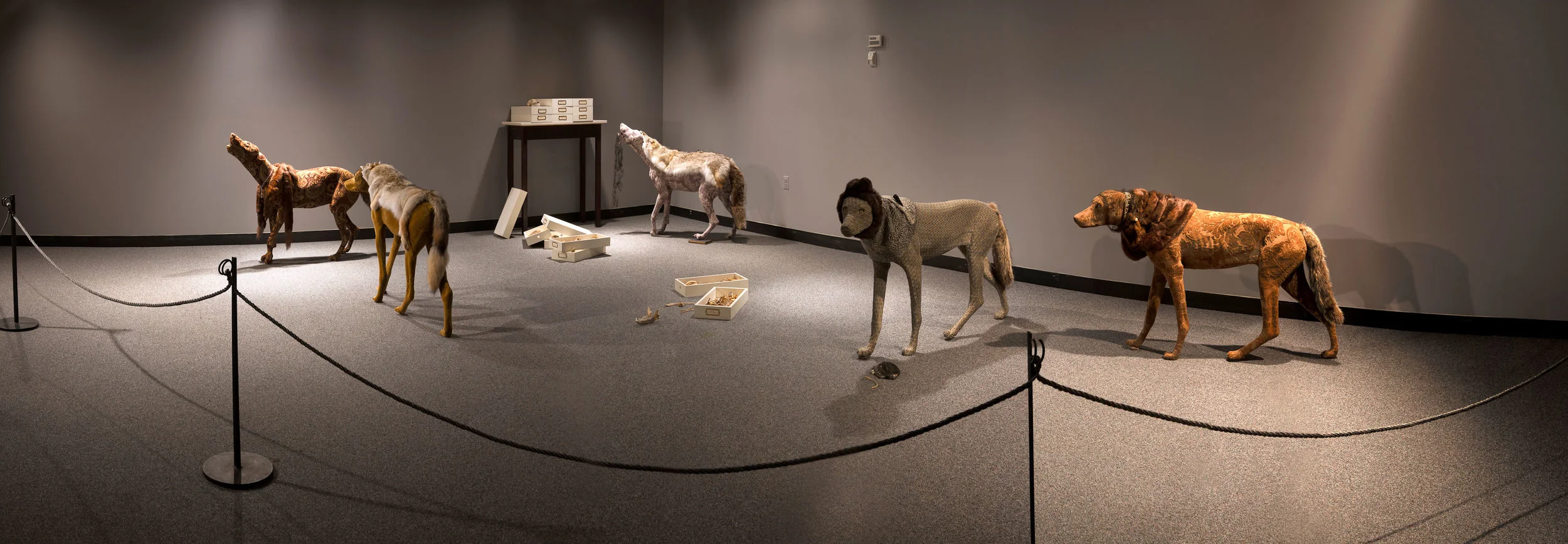Coy Wolves , installation of Trespass at New Brunswick Museum, 2010 Photo: Jeff Crawford
