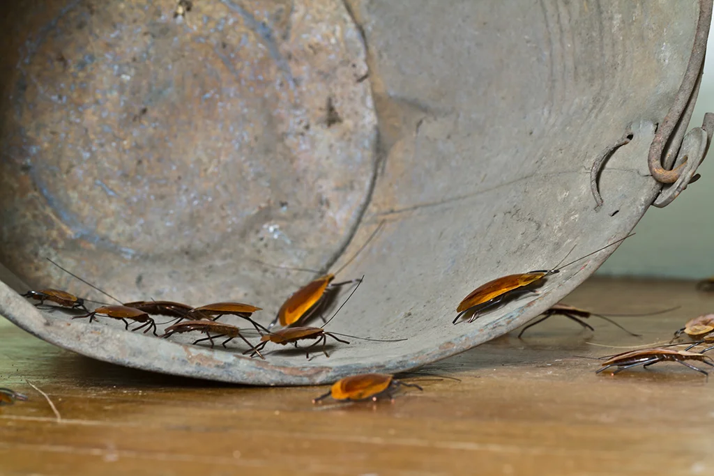 Encroach , 2011. felted wool, copper wire, onionskins, shellac and horsehair, found bucket. Photo: Jeff Crawford