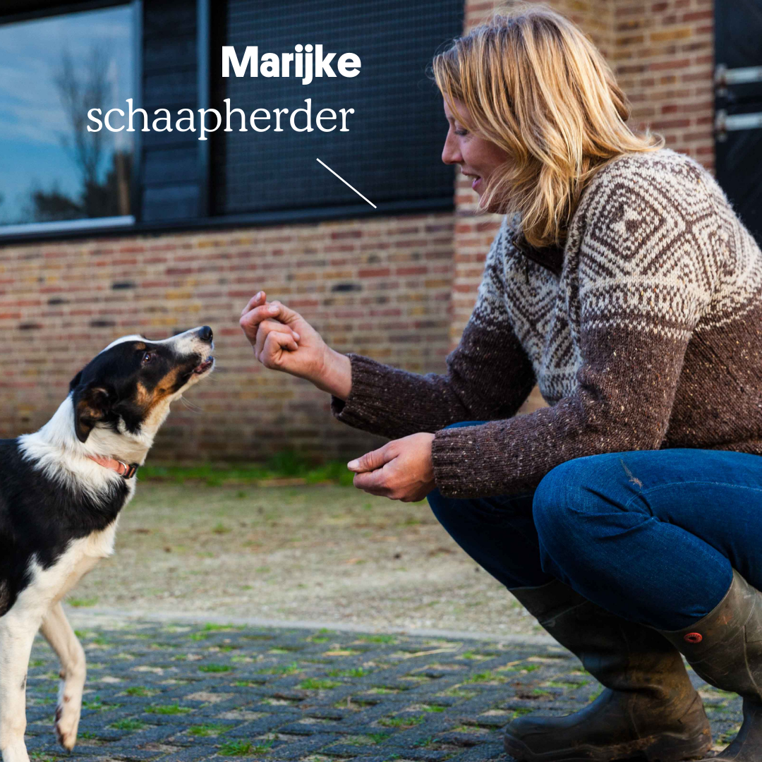 Marijke zoekt...schaapherder (in spé)