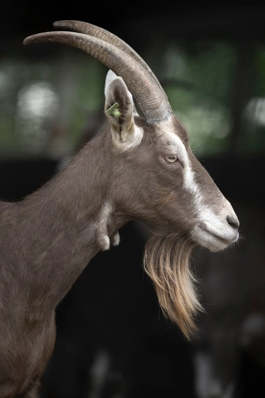 Geitenhouderij; een kwestie van (ver)gunnen?