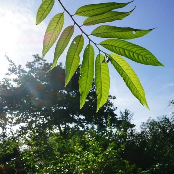leaf-front.jpg
