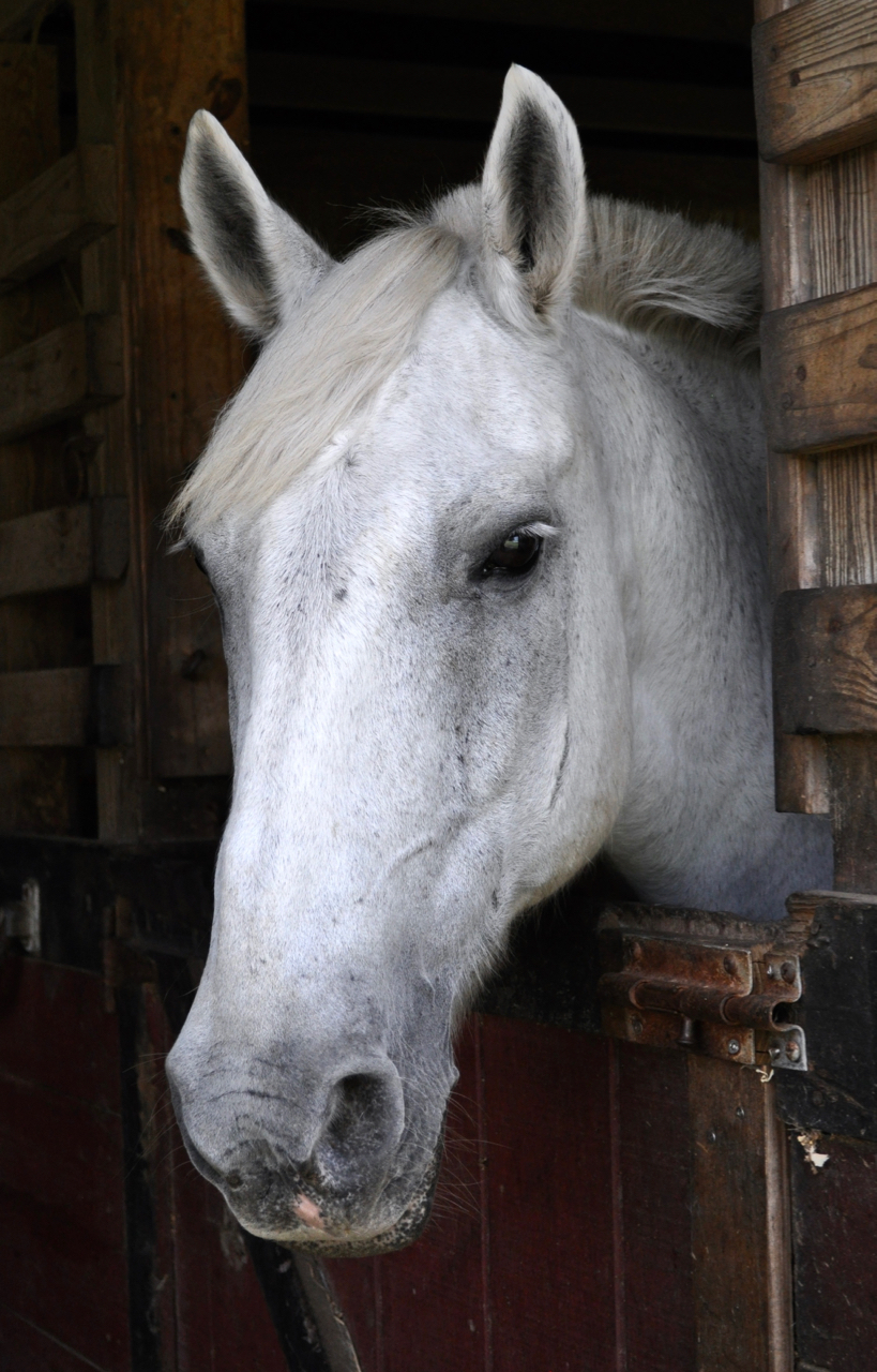 Horses — Charleston Area Therapeutic Riding
