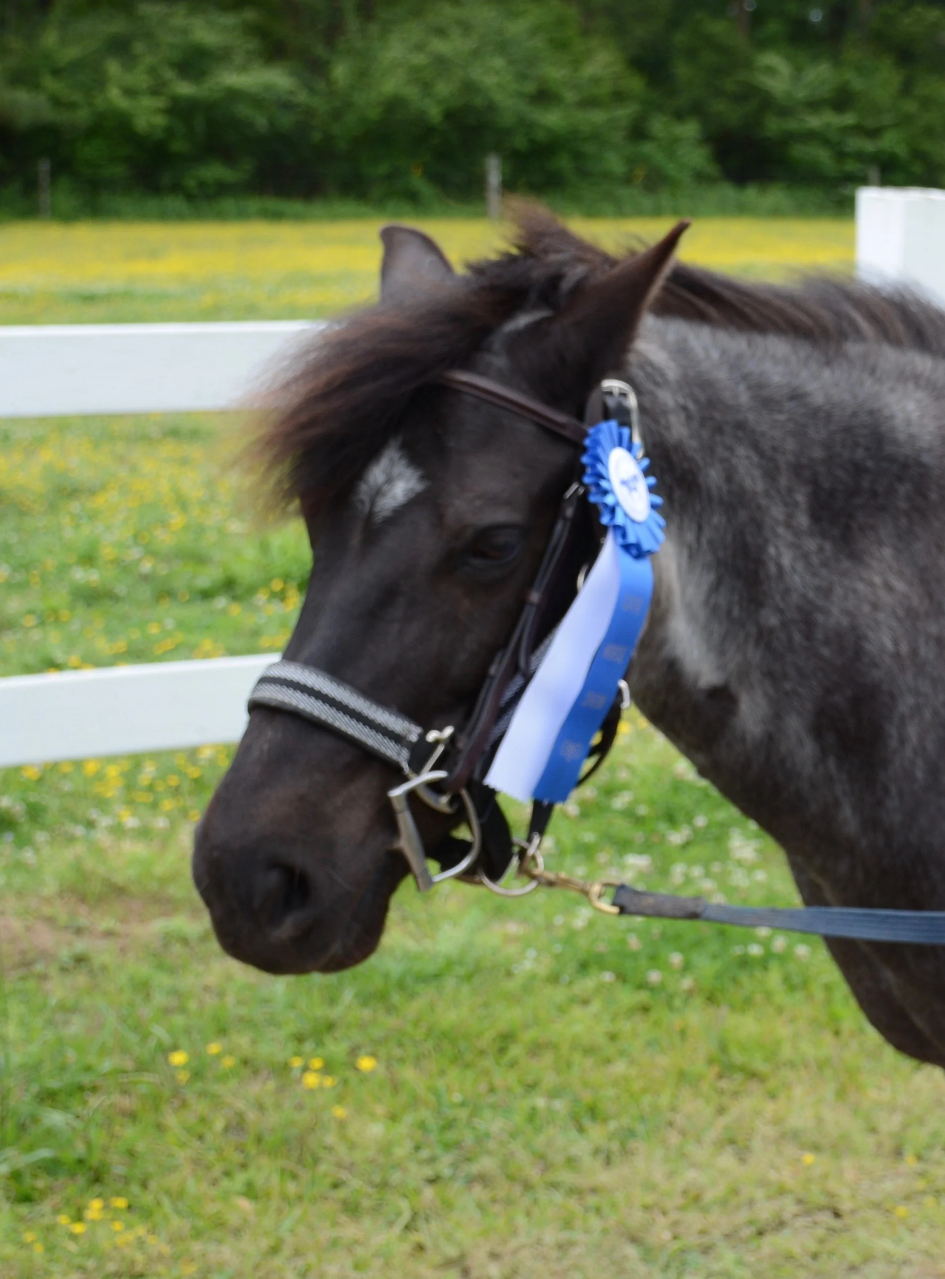 Name: Dixie Breed: Welsh Pony Mare Date of Birth: 2000 History: Hunter/Jumper, Showing Owned by Elizabeth Hankel