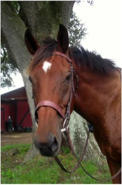 Name: Jones Breed: Thoroughbred Gelding Date of Birth: 1991 History: Racing, Foxhunting, Pleasure Riding