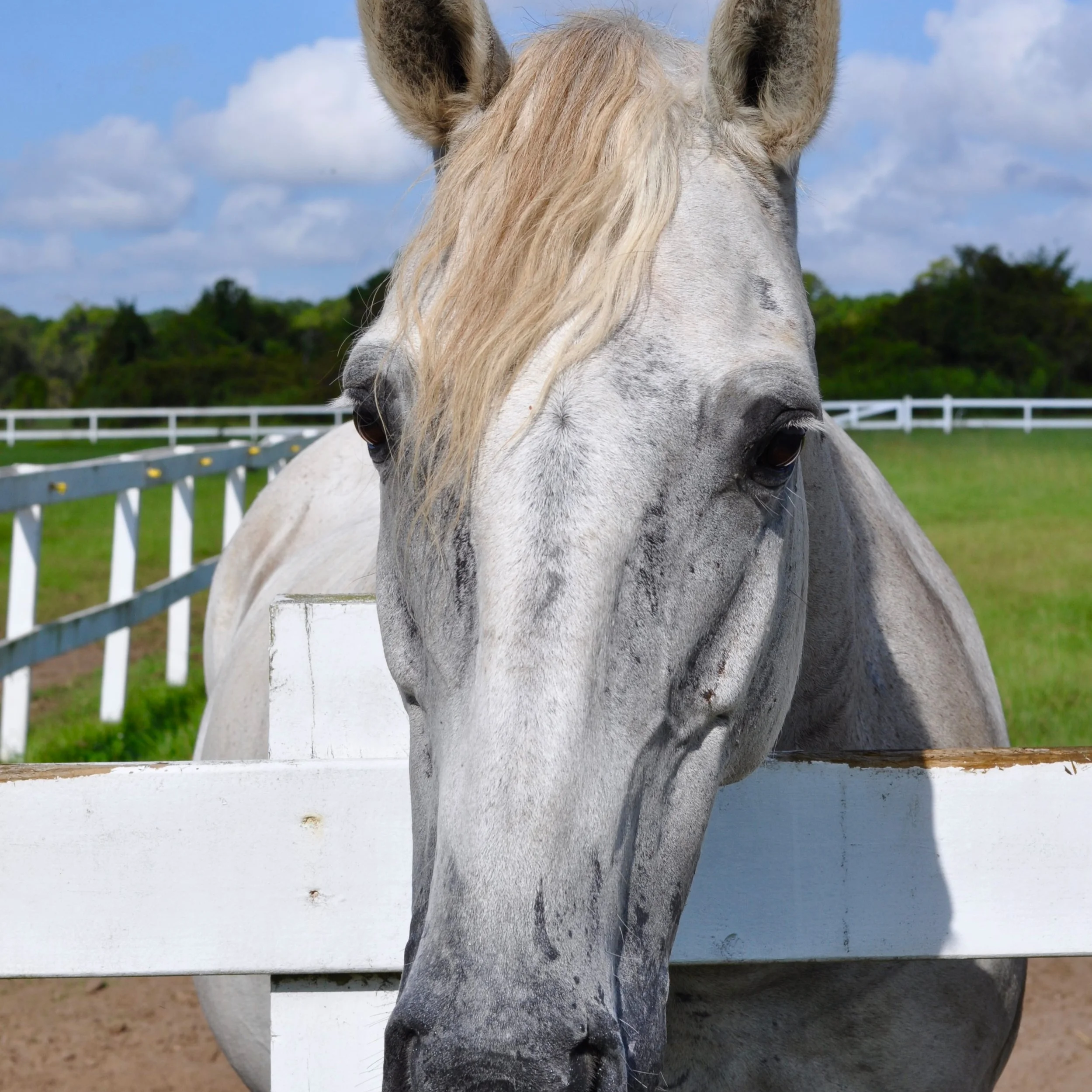 Name: Pride Breed: Irish Sport Horse Gelding Date of Birth: 2006 History: Hunter/Jumper, Cross Country Owned by the Brockinton Family