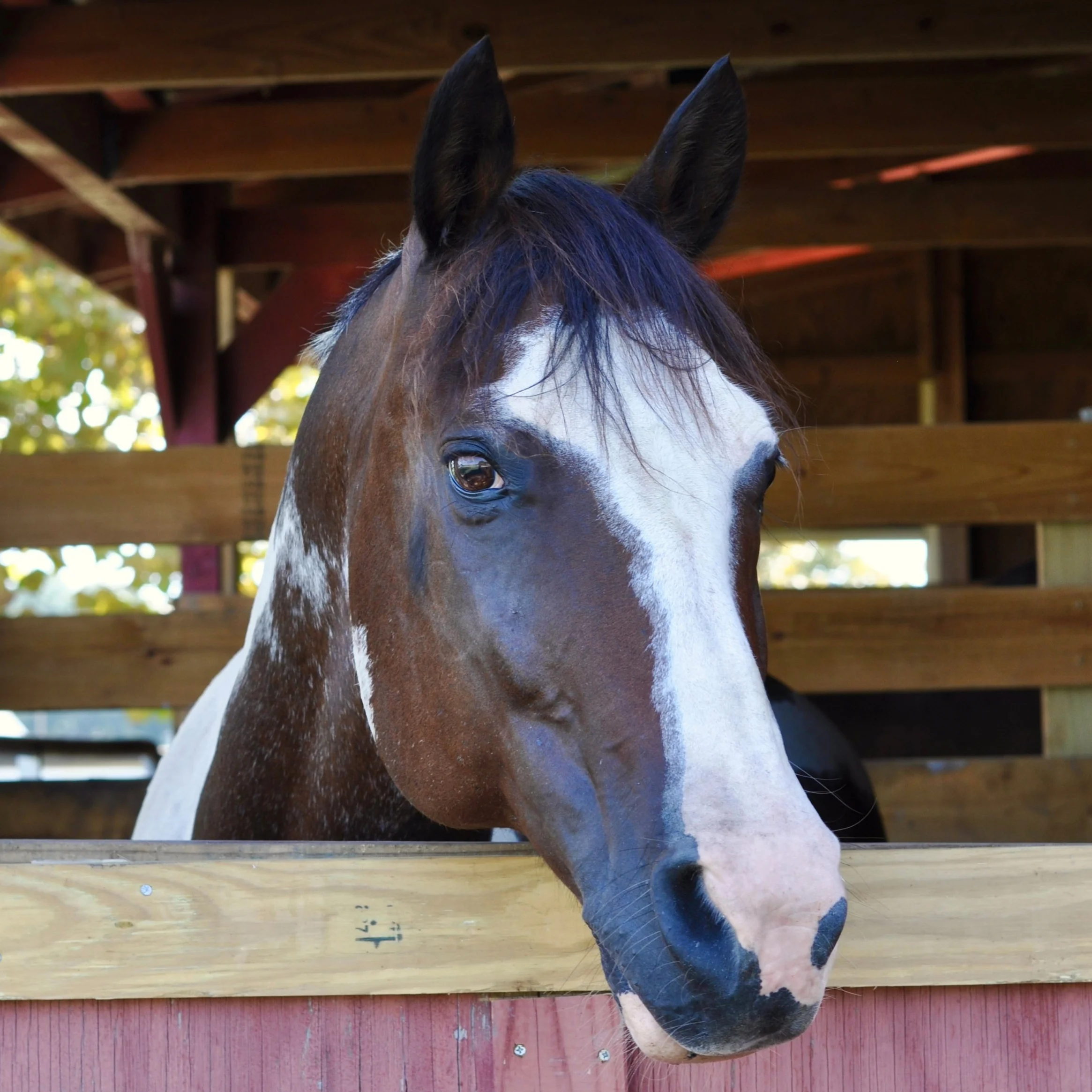 Name: Taco Breed: Paint Date of Birth: 1998 History: Hunter/Jumper Donated by the Brockinton Family