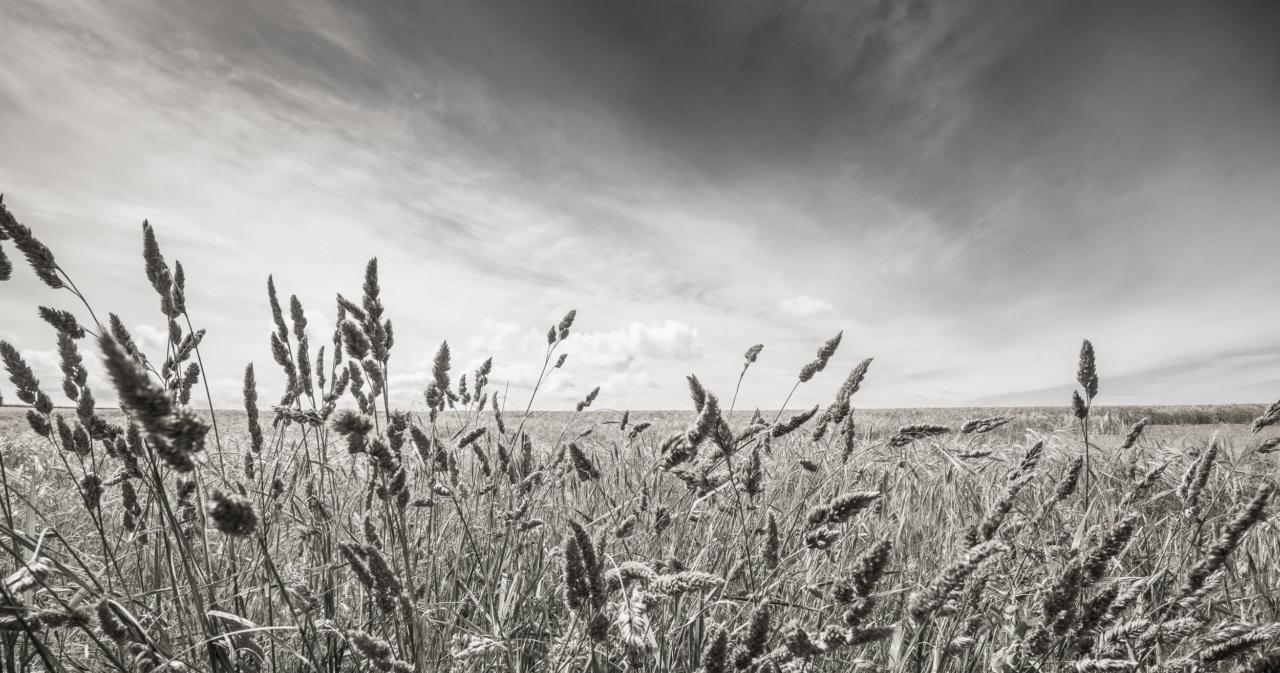 prairie