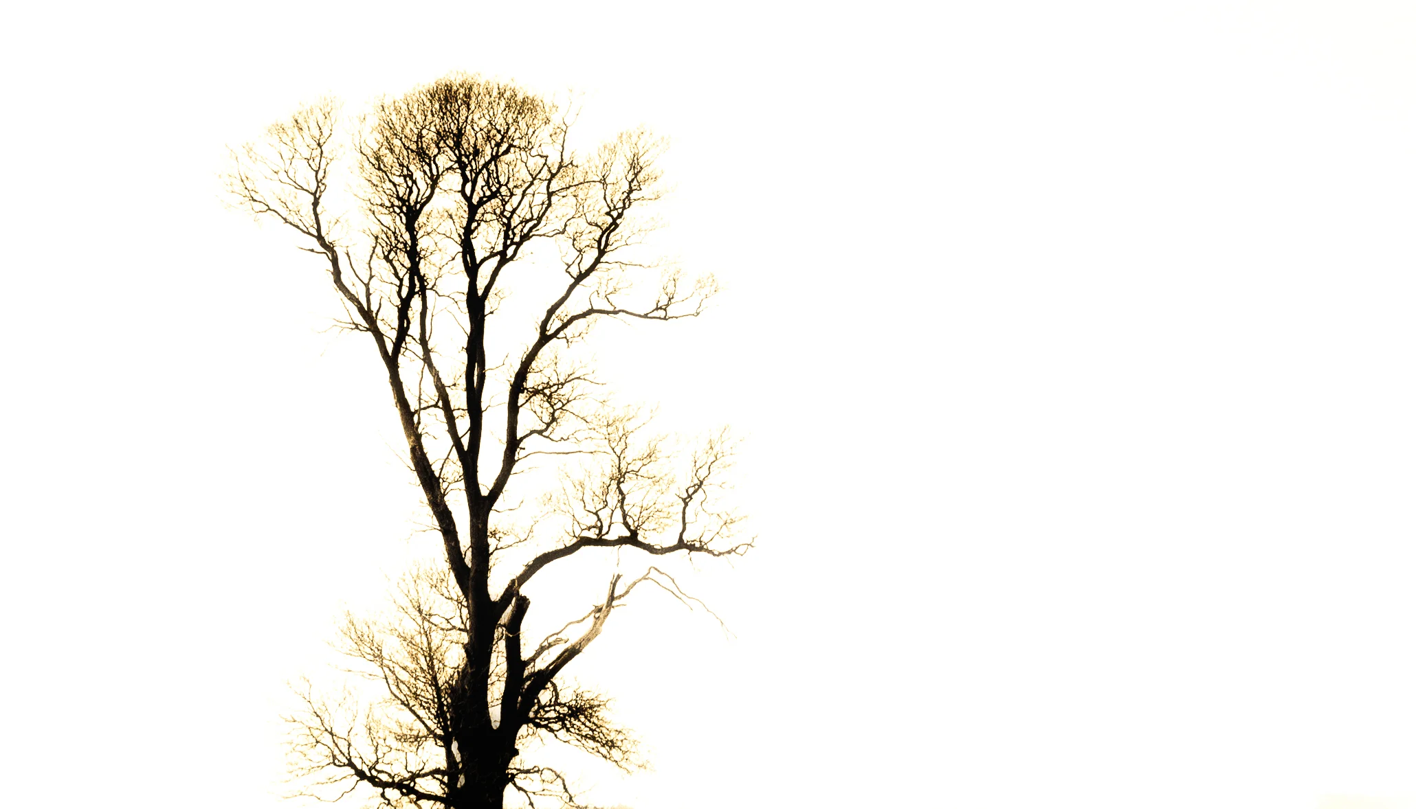 fractal aboreal envisionment
