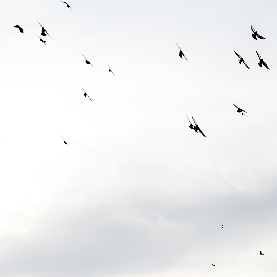 Monochrome, minimalist photo with white sky and black birds flying around.