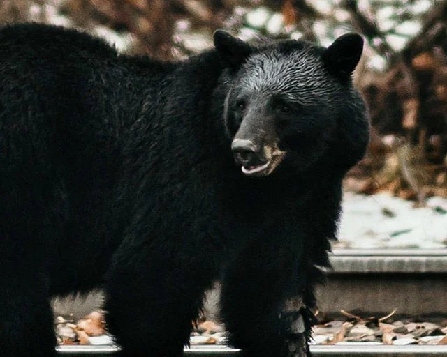 A beary happy Monday almost Tuesday to you.
.
.
.
.
.

#portrait
#portraitphotography #denverportraits #denverportraitphotographer #portraits #portraitmood #portraitpage #pursuitofportraits #postthepeople #portrait_perfection #humaneffect #postmorepo