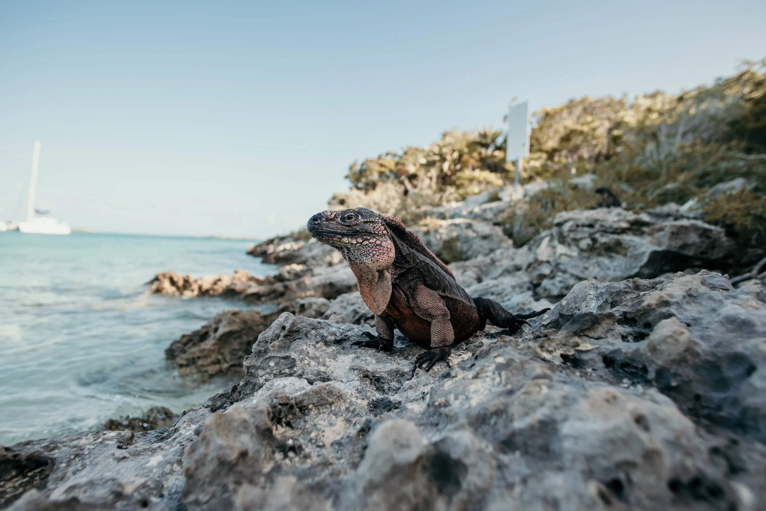 bahamas-vacation-in-exuma-pig-beach-2019DSC_5538.jpg