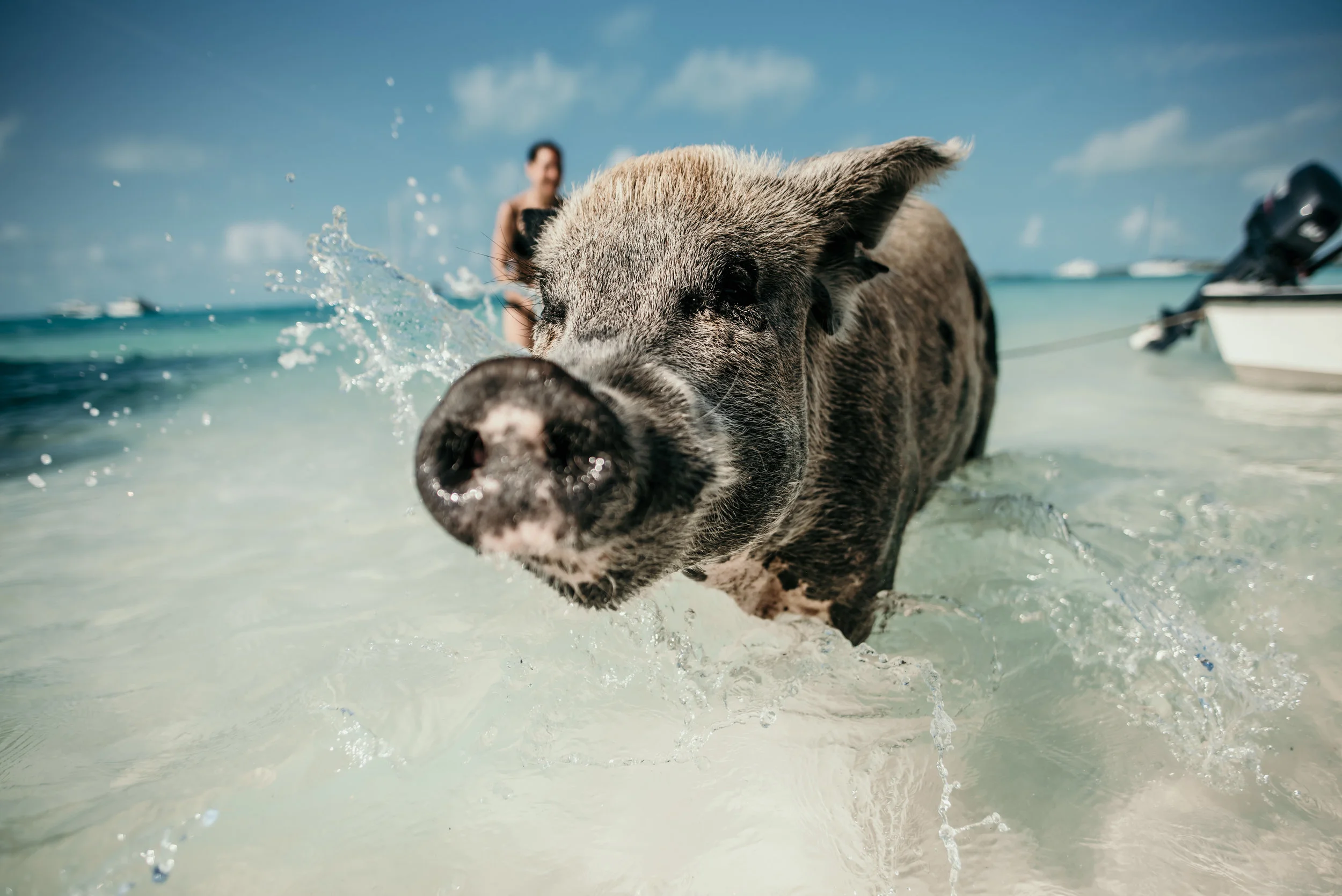 bahamas-vacation-in-exuma-pig-beach-2019DSC_5642.jpg