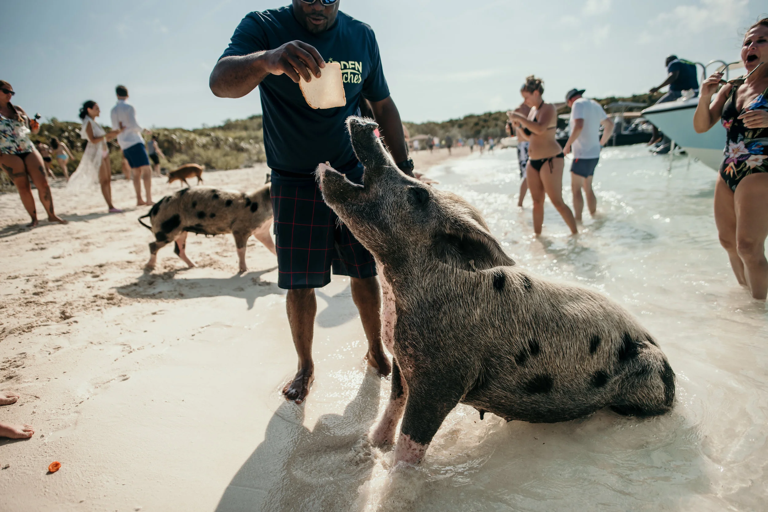 bahamas-vacation-in-exuma-pig-beach-2019DSC_5730.jpg