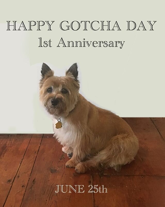 Rusty&rsquo;s first anniversary with us, he&rsquo;s a great sales dog!
Thank you to Erica and Judi from the Scottish Terrier club of Greater New York and Kera from Pampered Pooch, Hudson for always making him look beautiful.

https://www.keacarpetsan