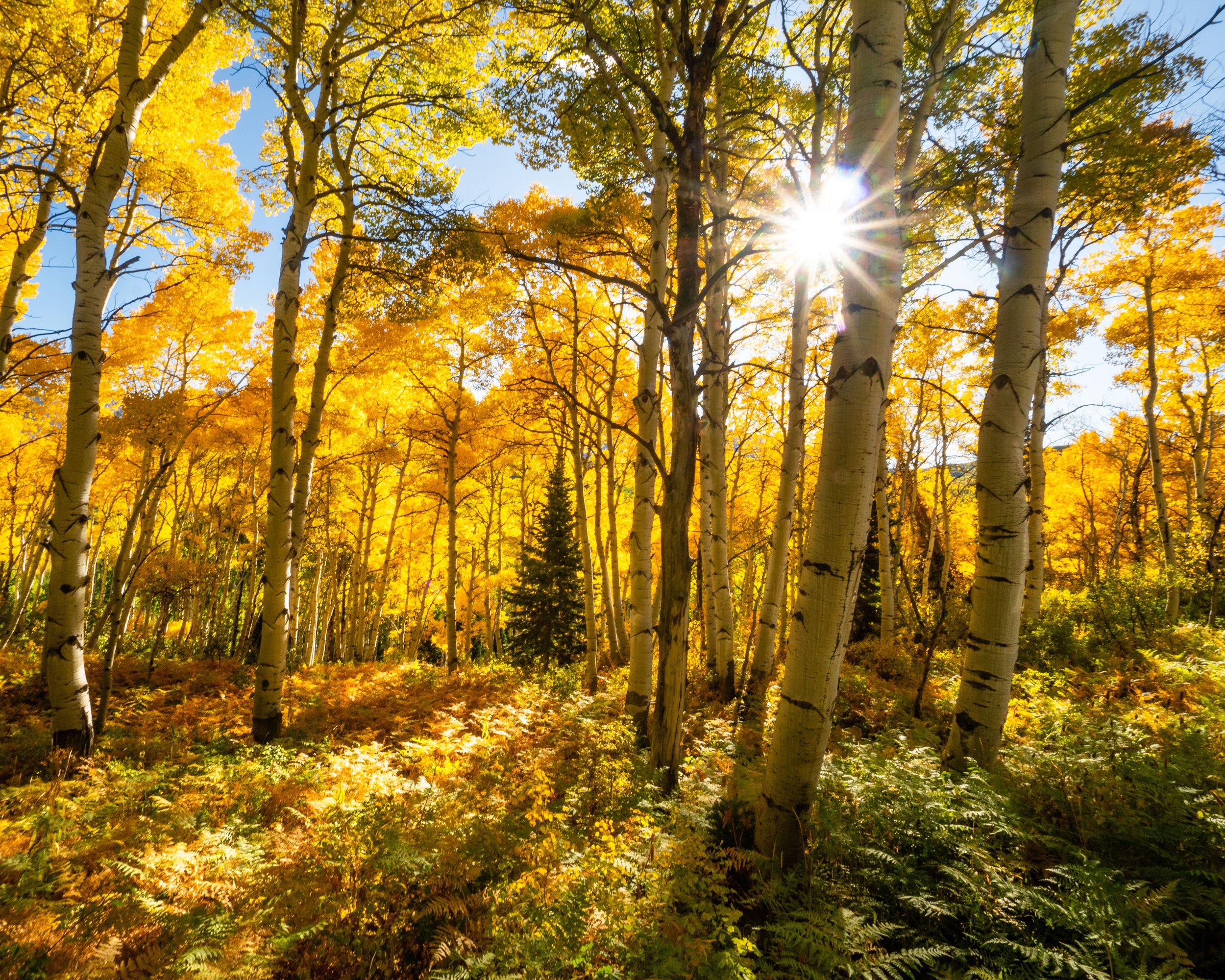 Bursting in Fall.jpg