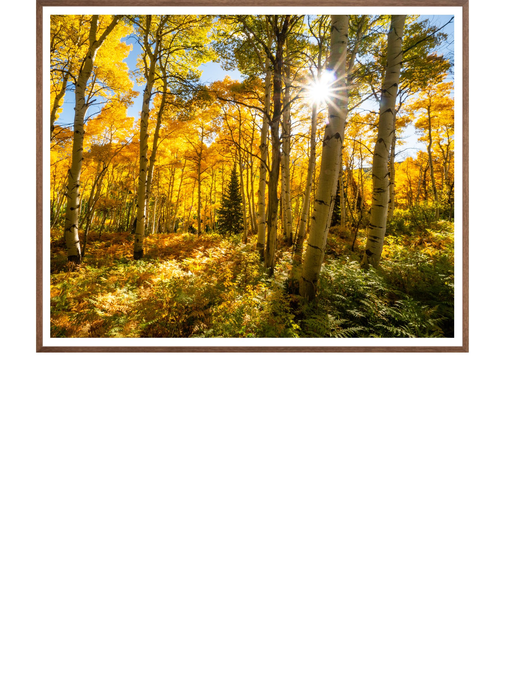 Bursting in Fall_Natural.jpg