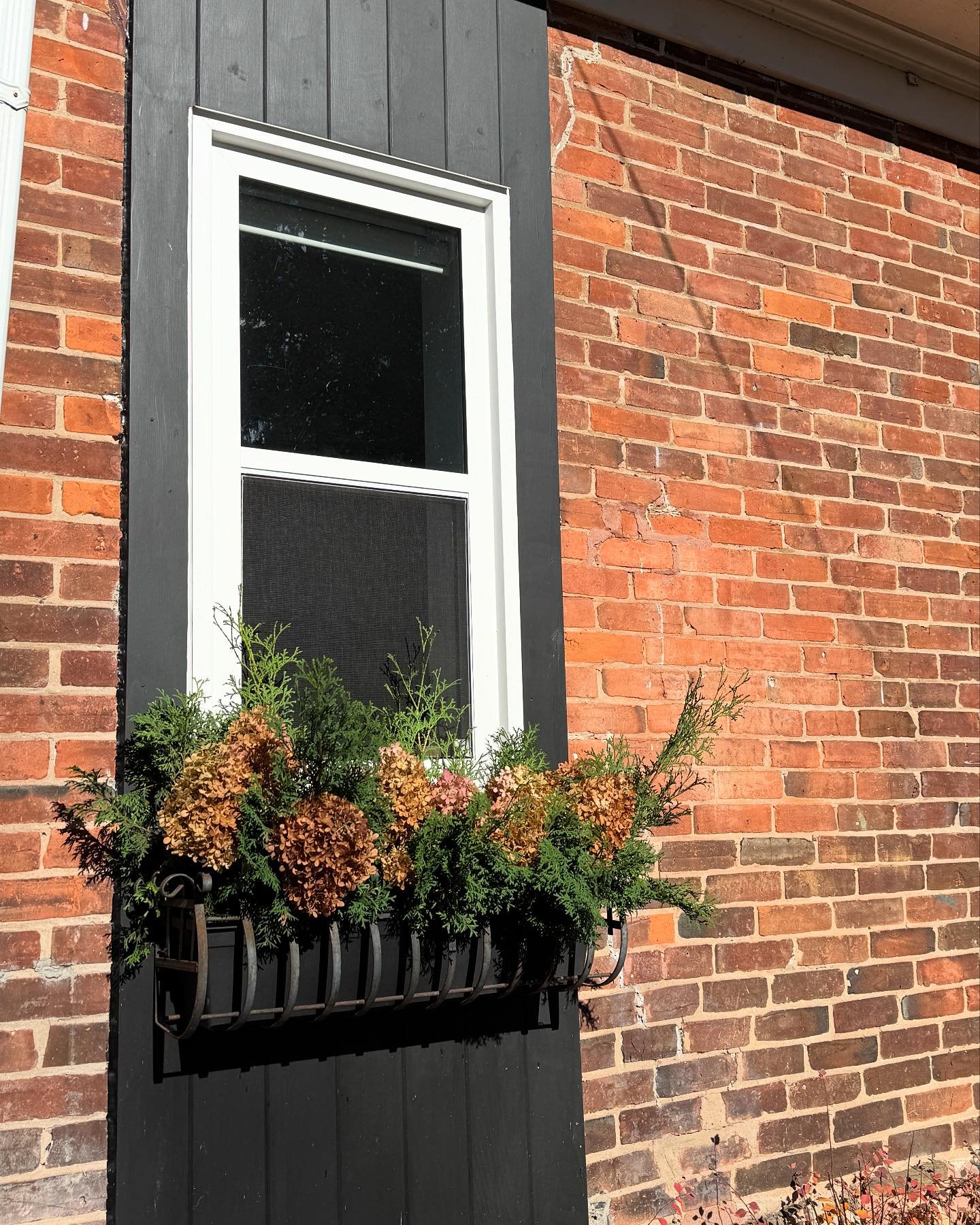 What a gorgeous sunny November day! 

We&rsquo;re using this weather to clean up around the yard before the snow flies (can&rsquo;t wait! 🎿) 

I couldn&rsquo;t resist adding some hydrangeas and cedar from the garden to dress up the window box.  Such