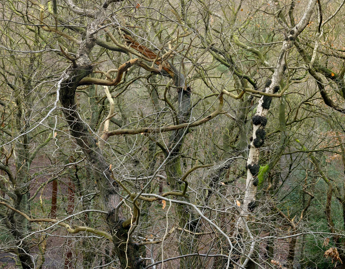 This work was developed from 2004 to 2011. Wood Land Portfolio #1 represents the early explorations up to late 2008, including work made in Lathkill Dale. Wood Land Portfolio #2 represents an eventual return to the 'edgelands' of the city, and formed the basis of the 'Chora' exhibition. Ecclesall #2-4, 2010 54” x 44” pigment inkjet print —