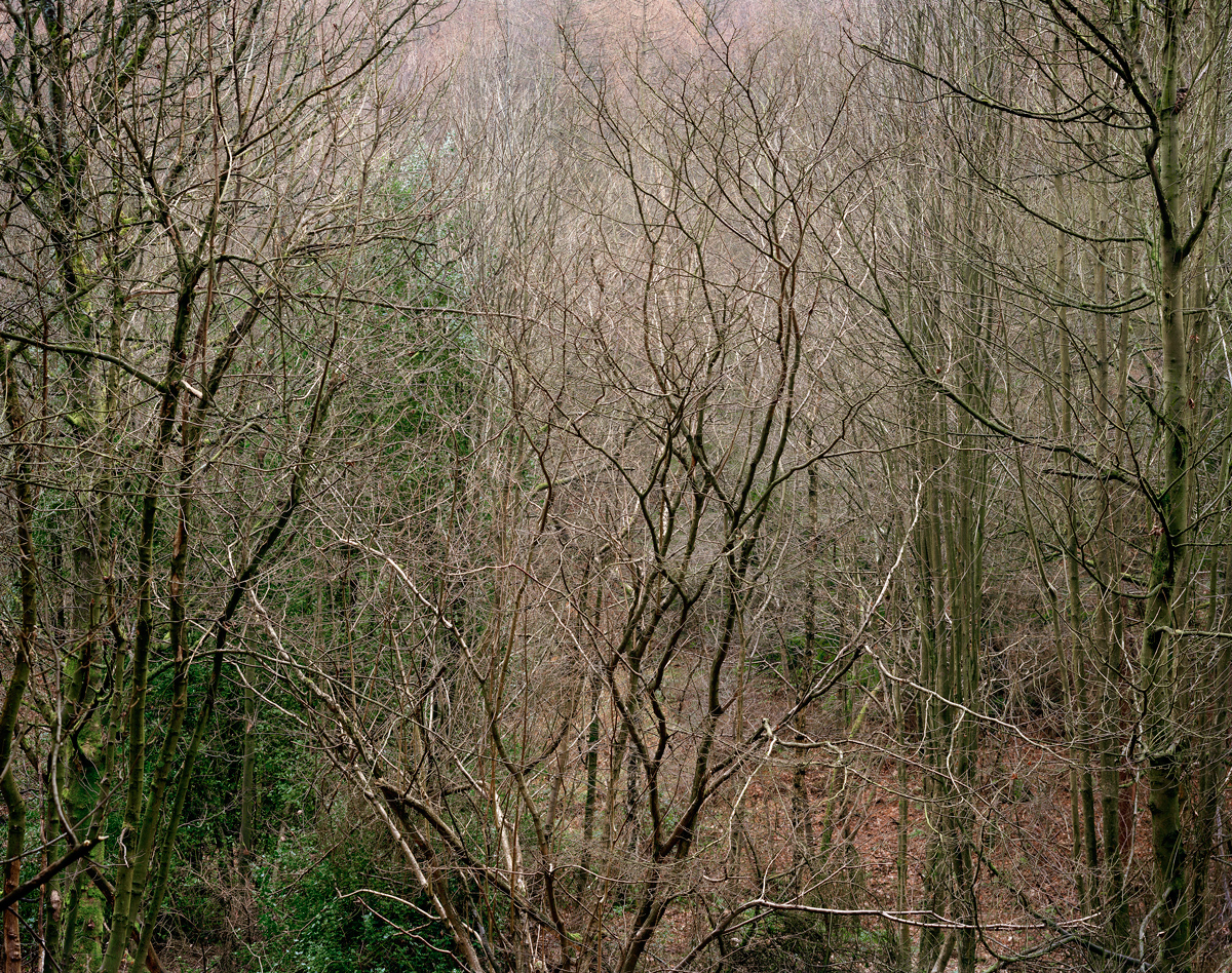 Limb Valley #13, 2011