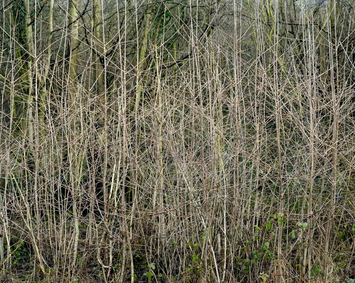 Shire Brook Valley #15, 2011